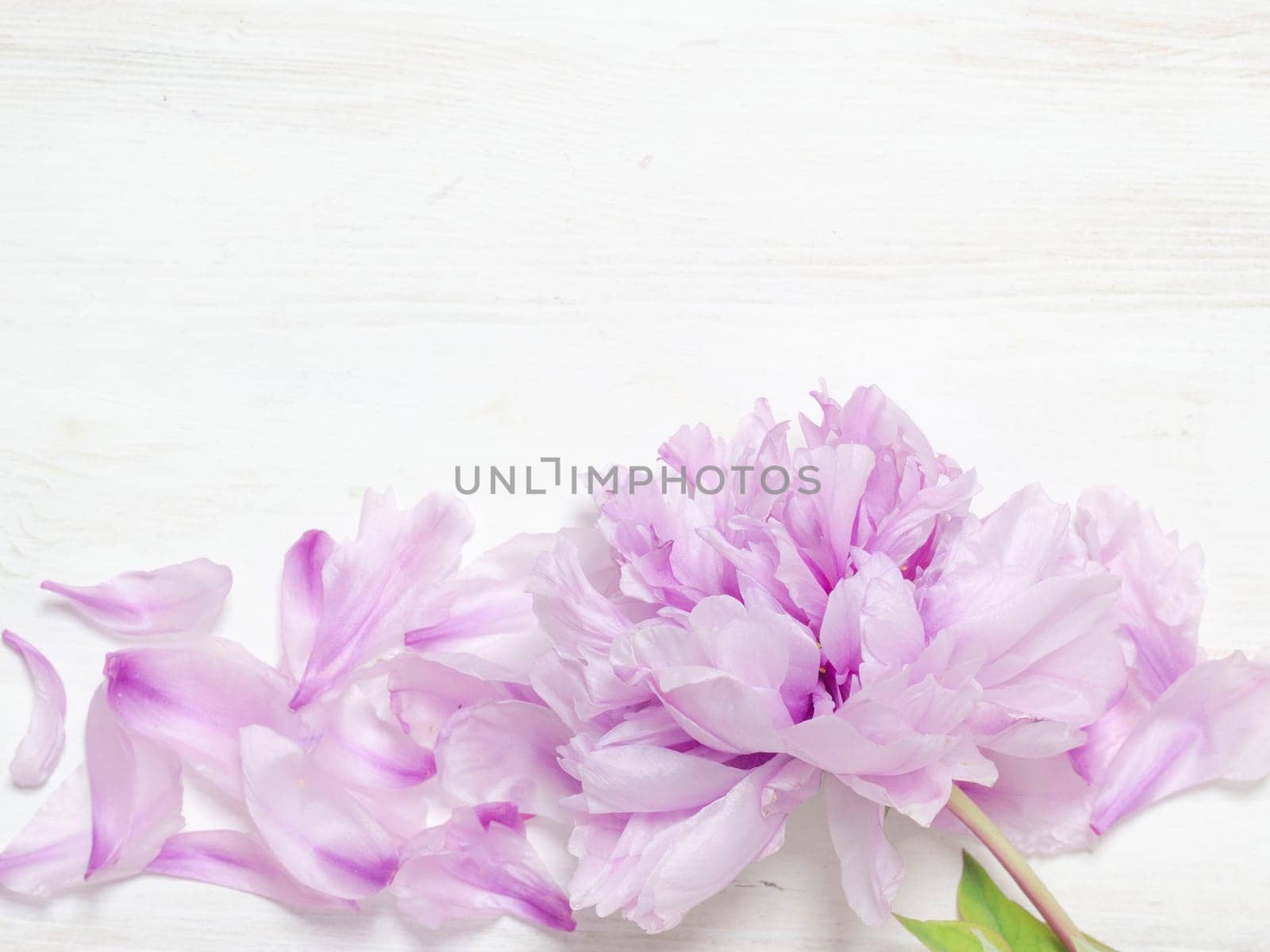 Peony