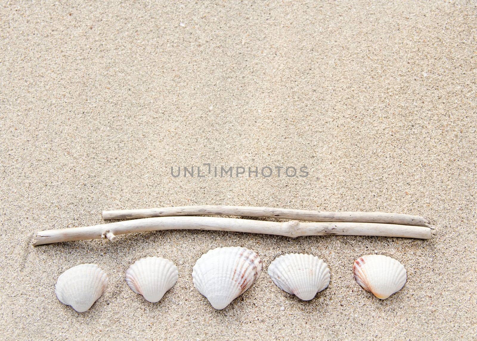 Sea shells and wood on sand