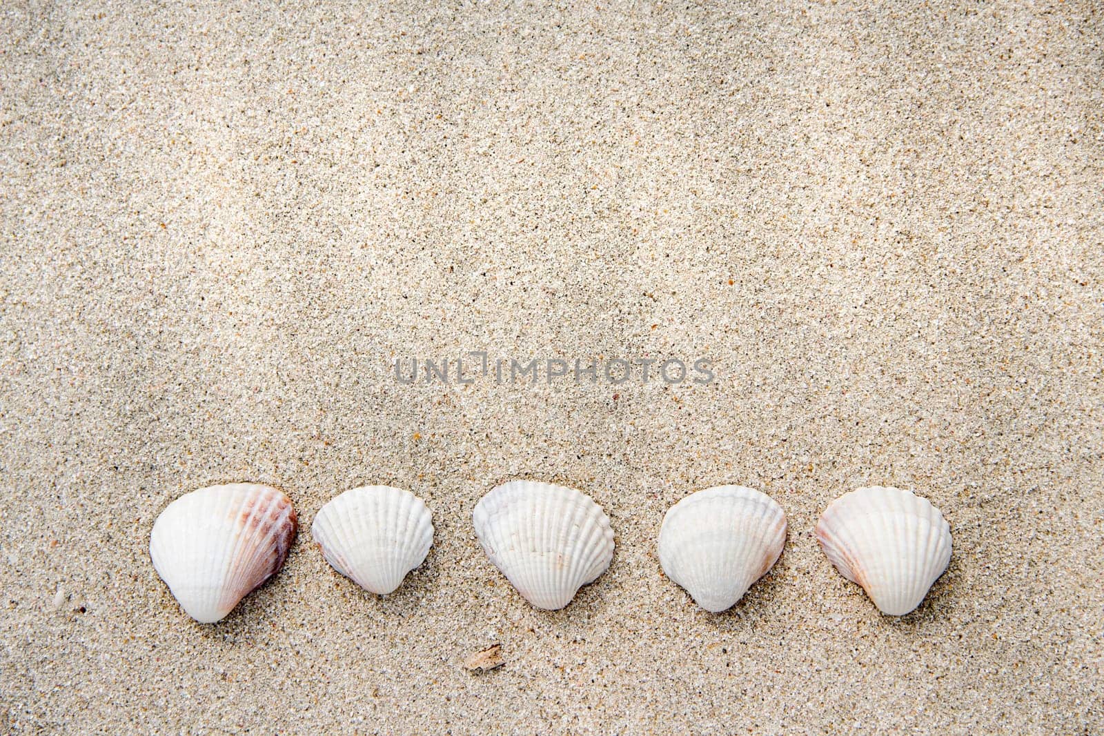 Sea shells on sand