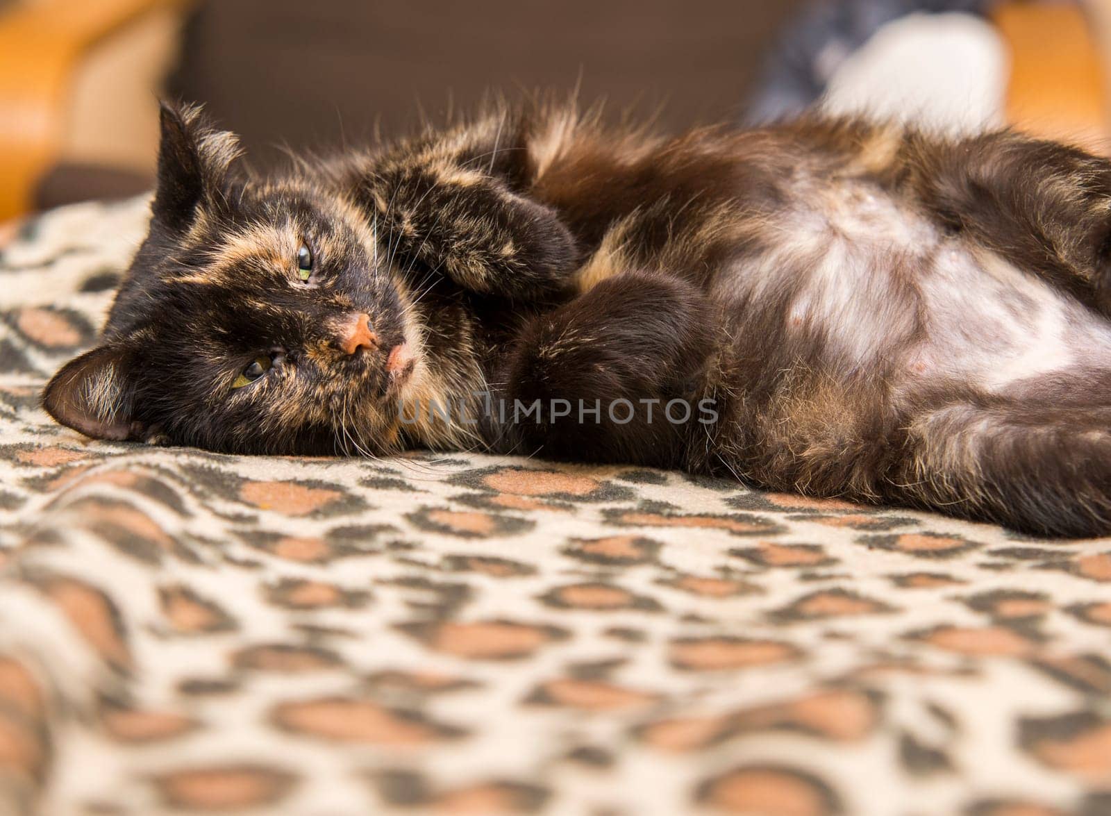 resting cat lying on the couch