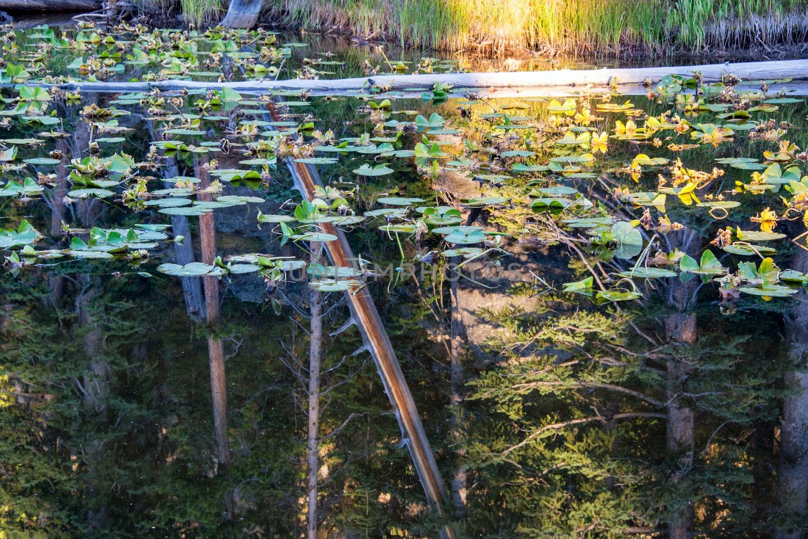 Pond with lily pads reflecting a forest scene in Yellowstone National Park