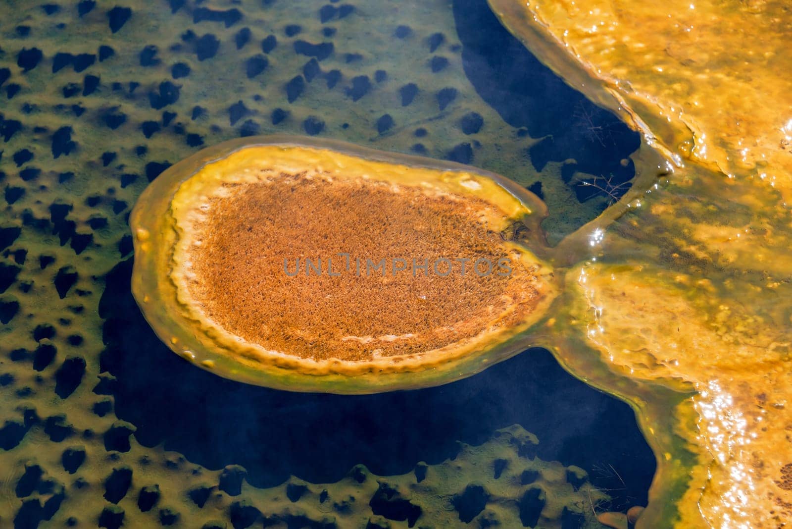 Closeup view of a bacteria mat in the Upper Geyser Basin in Yellowstone National Park