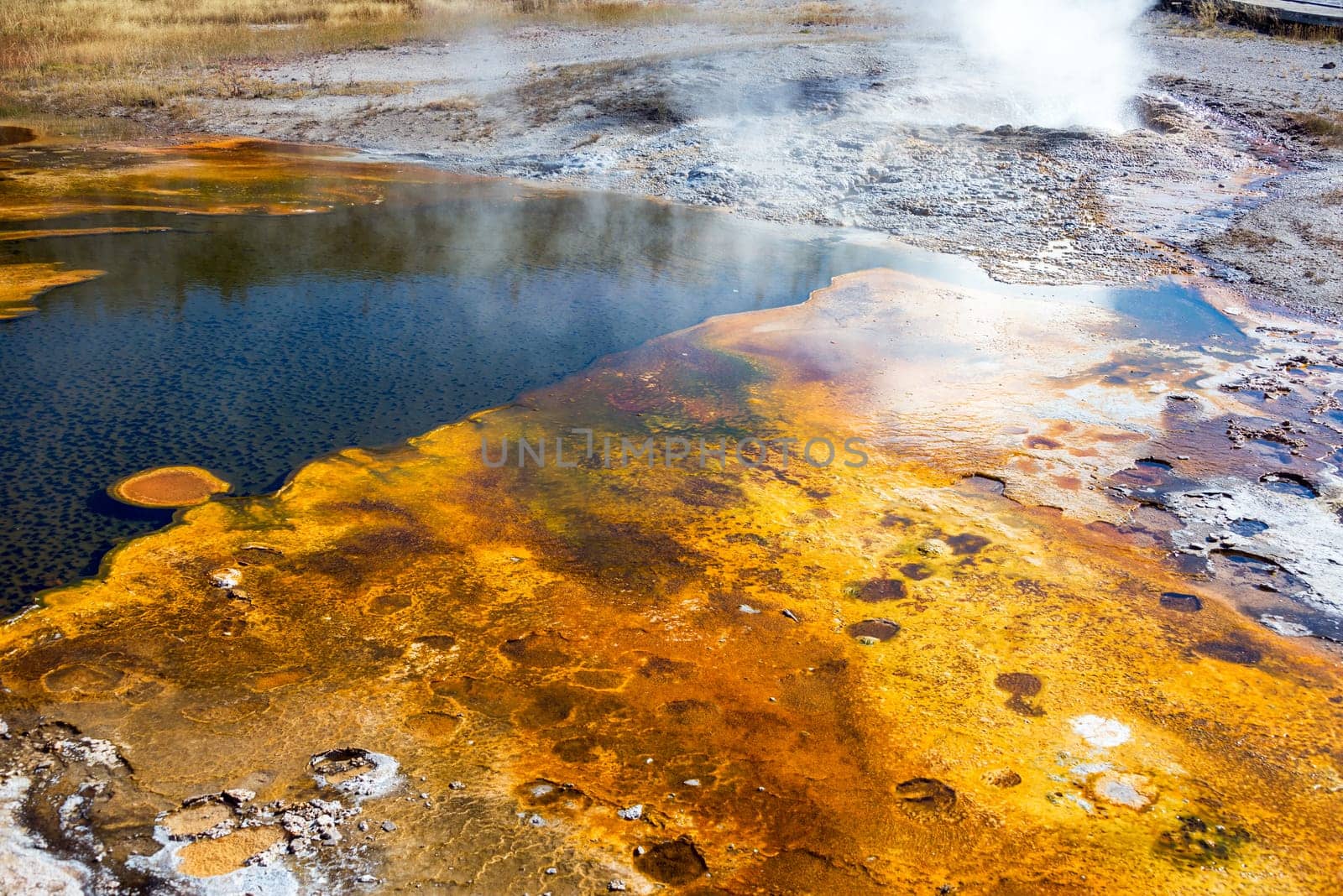Bacteria Mat in the Upper Geyser Basin in Yellowstone National Park