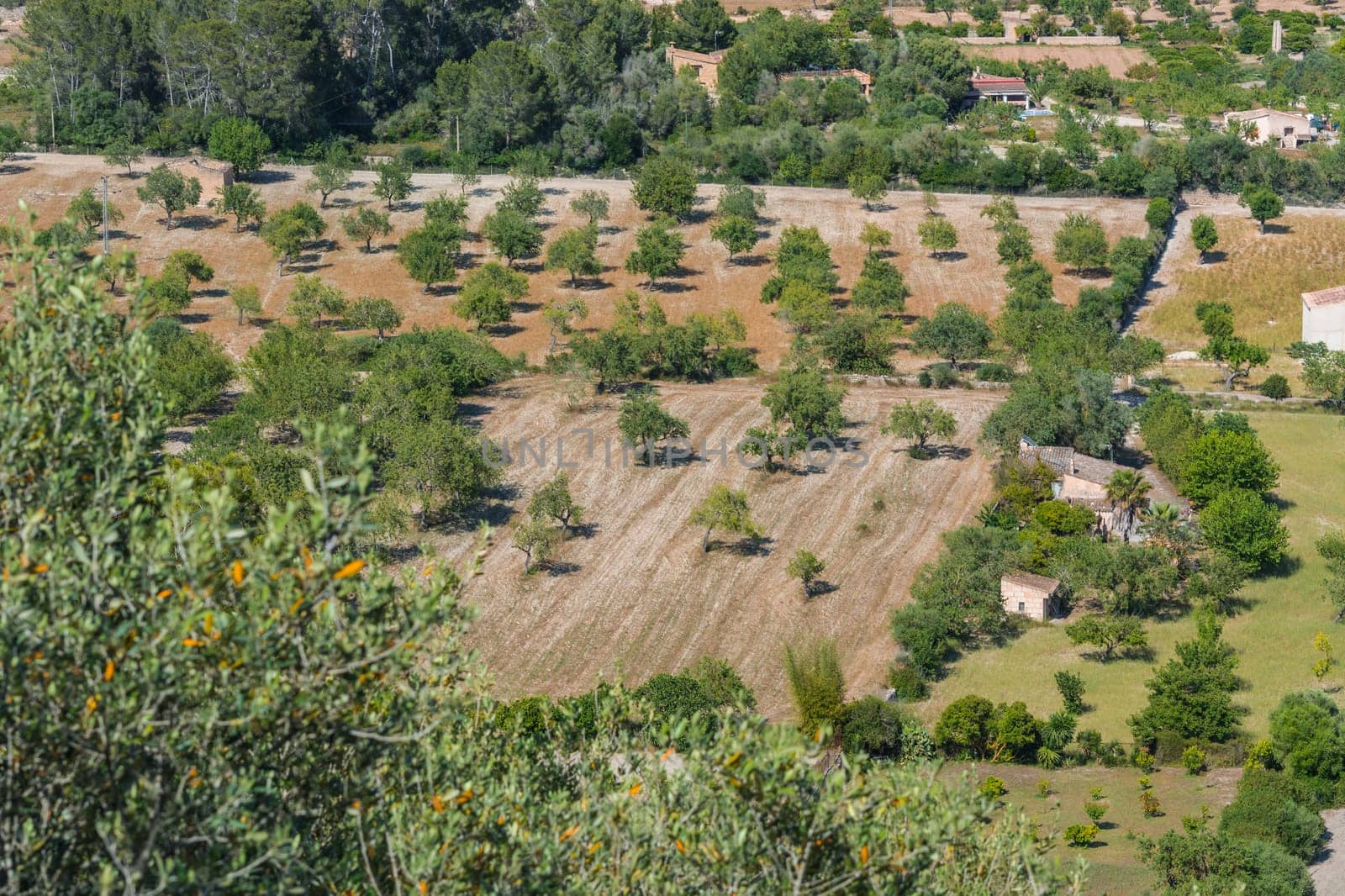 Agricultural land with olive grove in Mallorca,Spain.