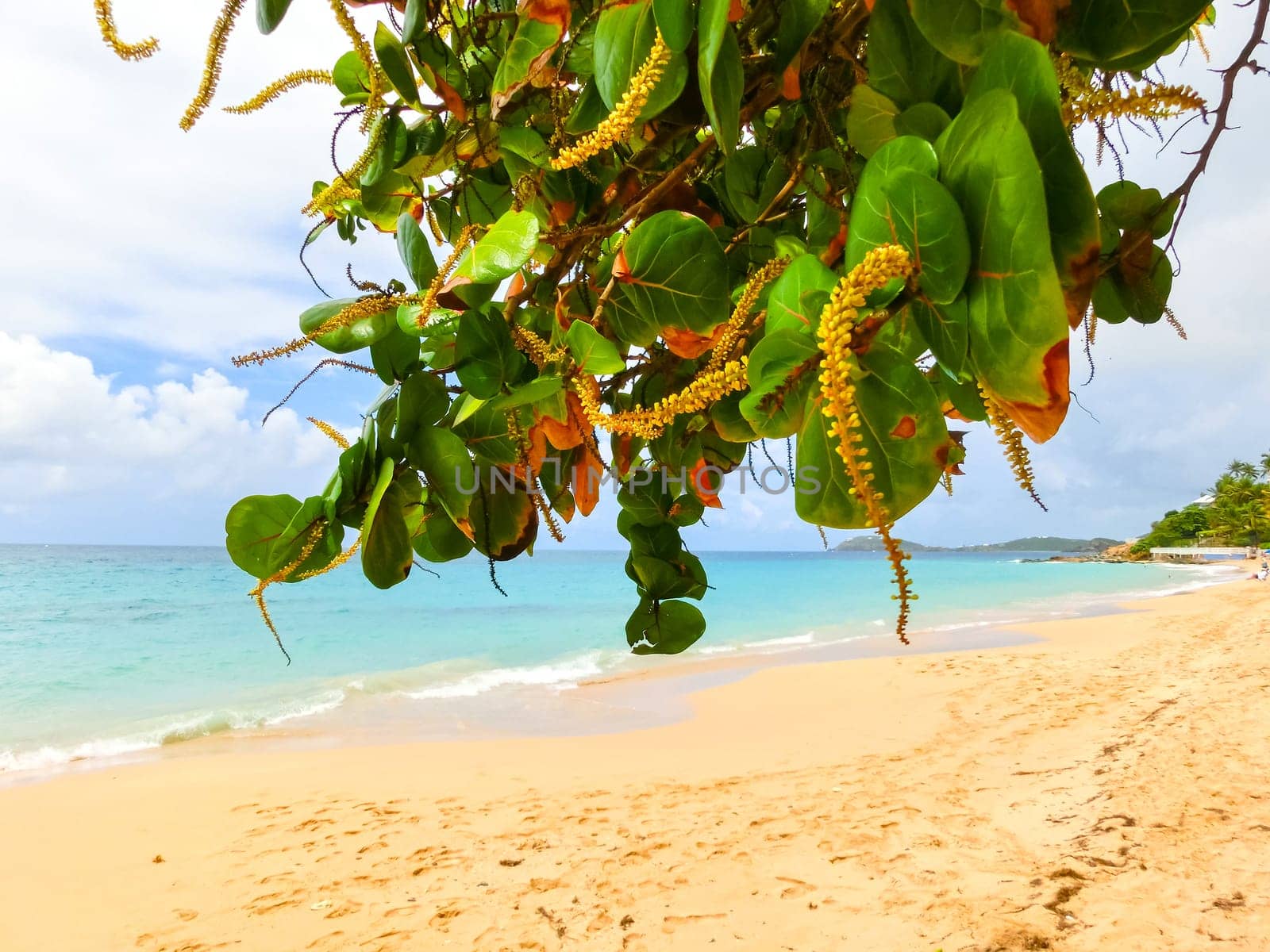 The Caribbean tropical beach. View through the branches of a blossoming tree