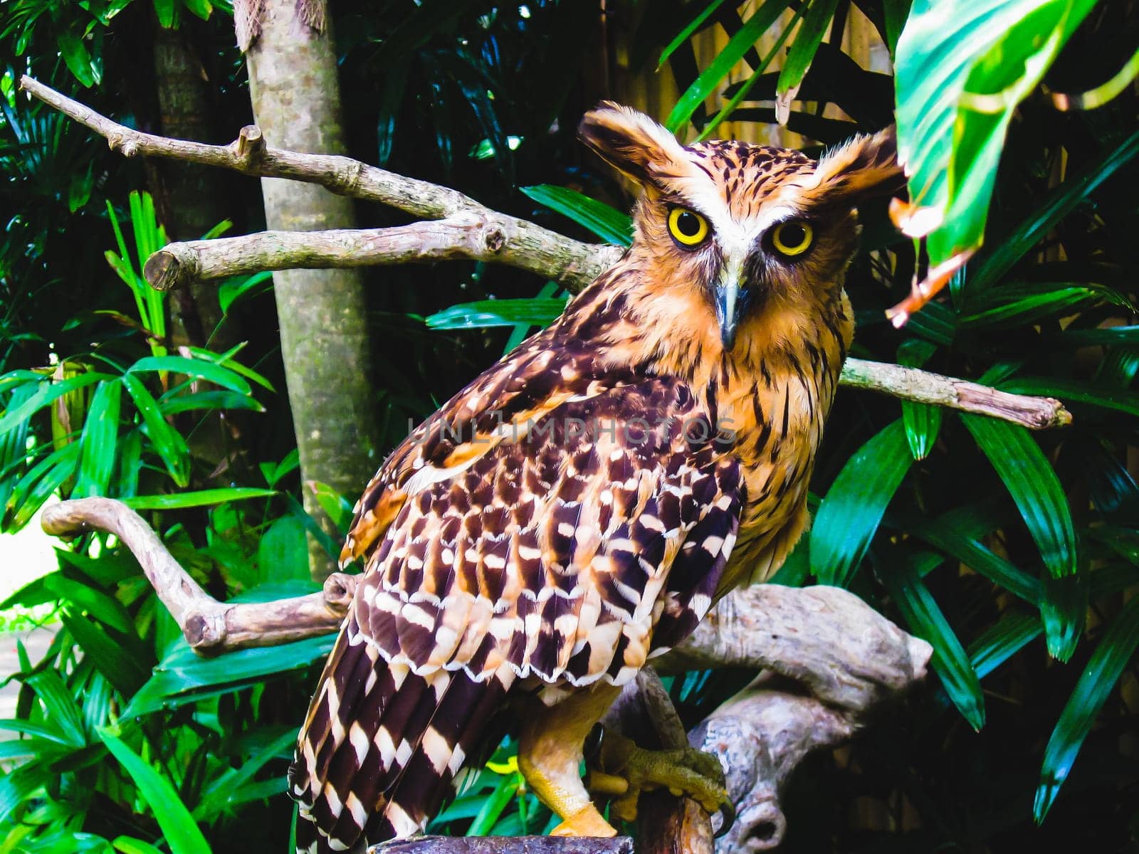 A Eurasian Eagle Owl perched on a branch.
