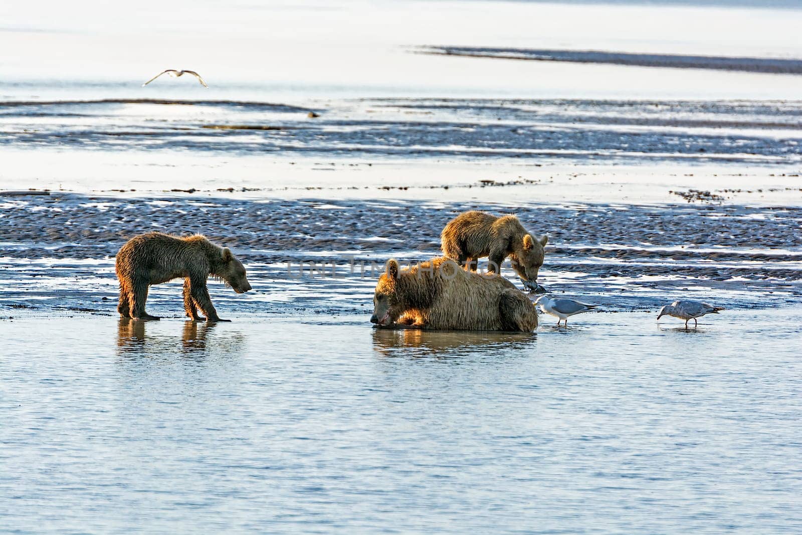 Mother Bear and Cubs on a Tidal Flat in Hallo Bay in Katmai National Park in Alaska
