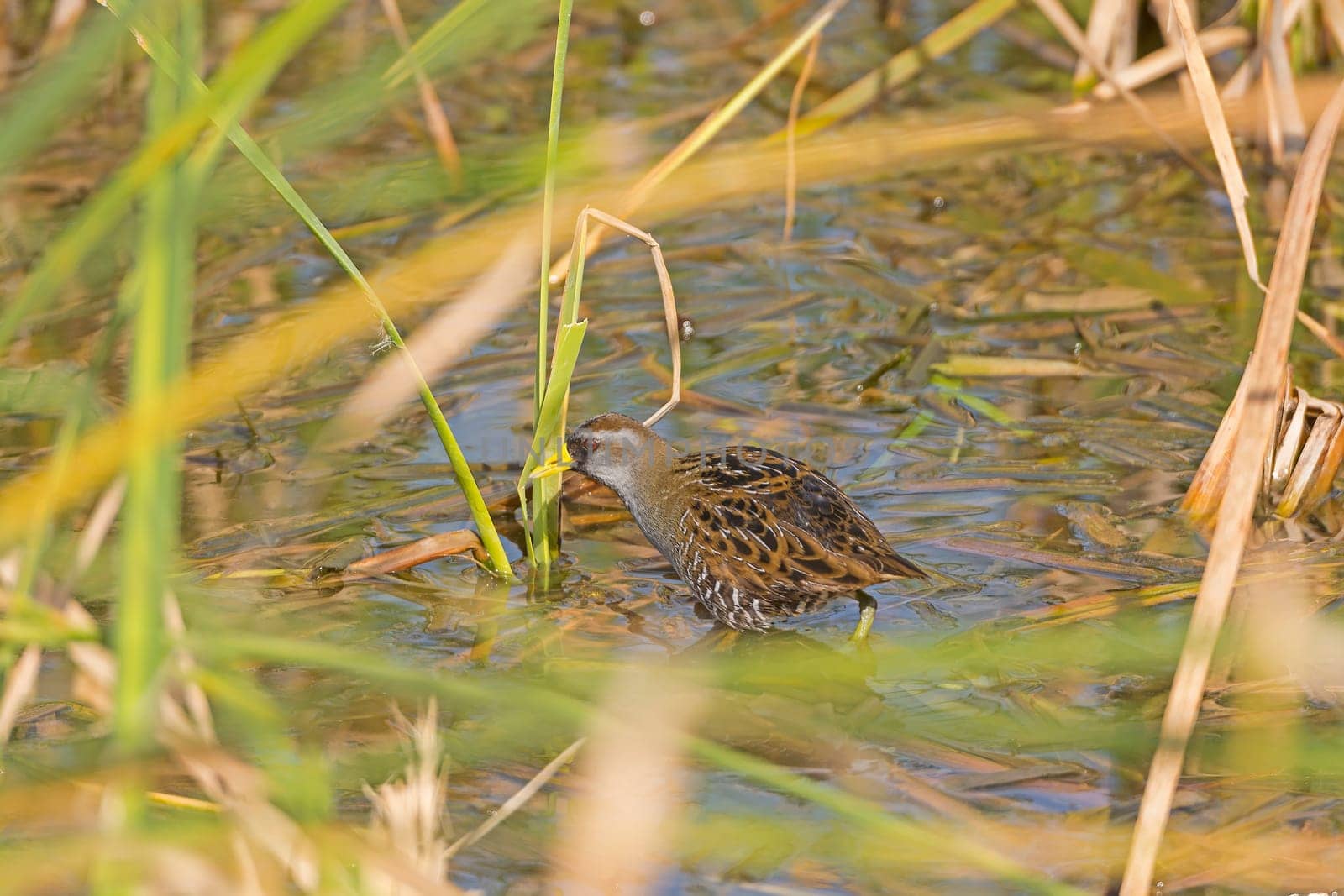 Sora in a Marshland on the hunt near Port Aransas, Texas