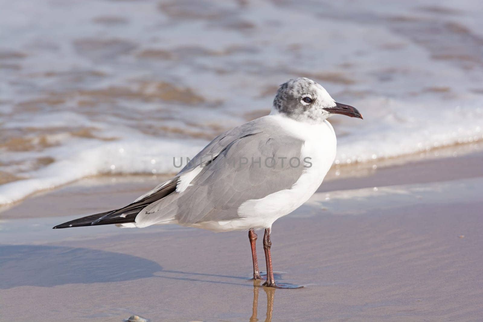 Immature Laughing Gull on the Shore of Boca Chica State Park on the Gulf Coast of Texas