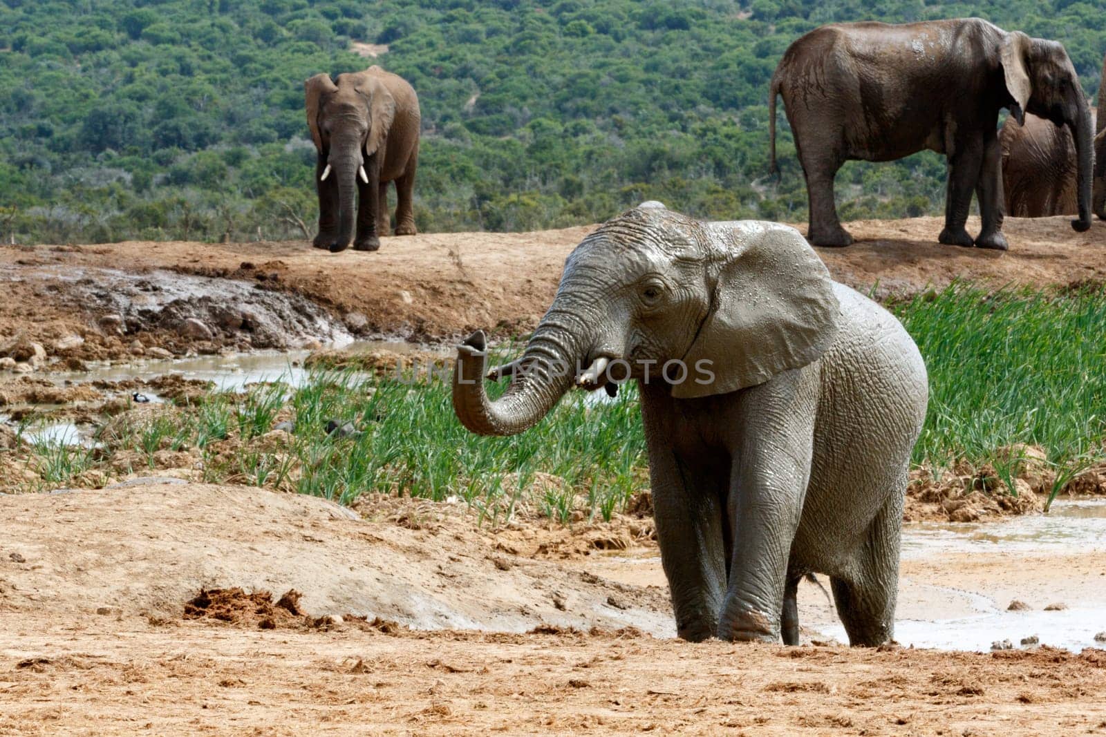 The Addo Elephant National Park is a diverse wildlife conservation park situated close to Port Elizabeth in South Africa