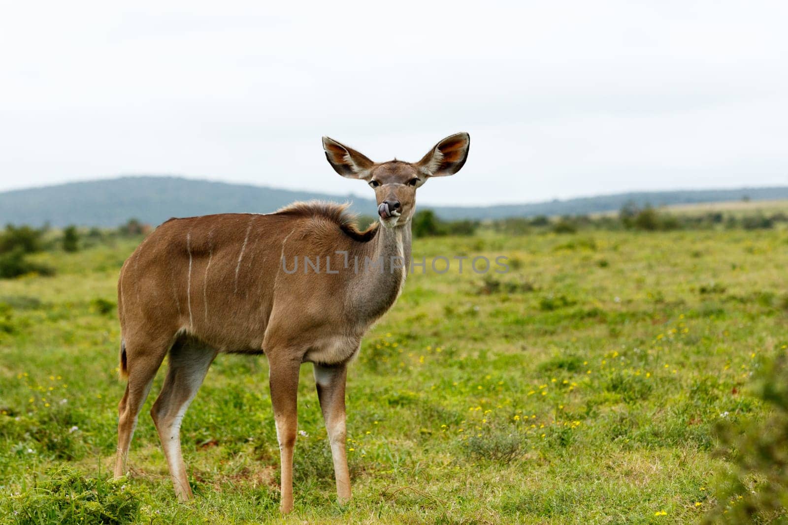 Addo Elephant National Park is a diverse wildlife conservation park situated close to Port Elizabeth in South Africa and is one of the country's 19 national parks.