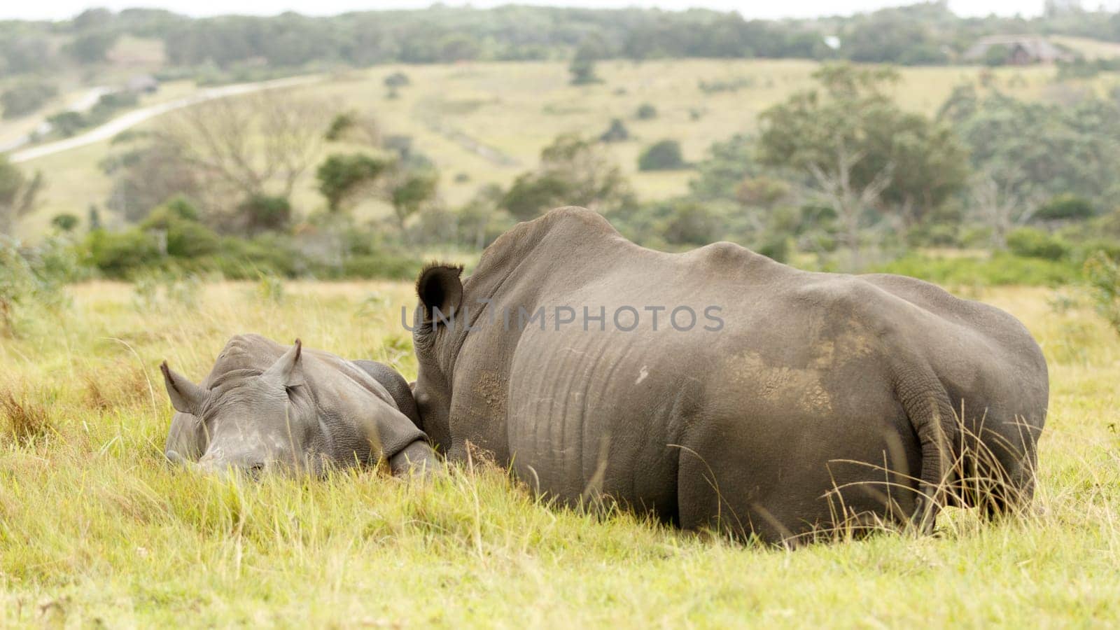 Kragga Kamma Game Park in Port Elizabeth lush coastal forest and grassland is home to vast herds of African game.