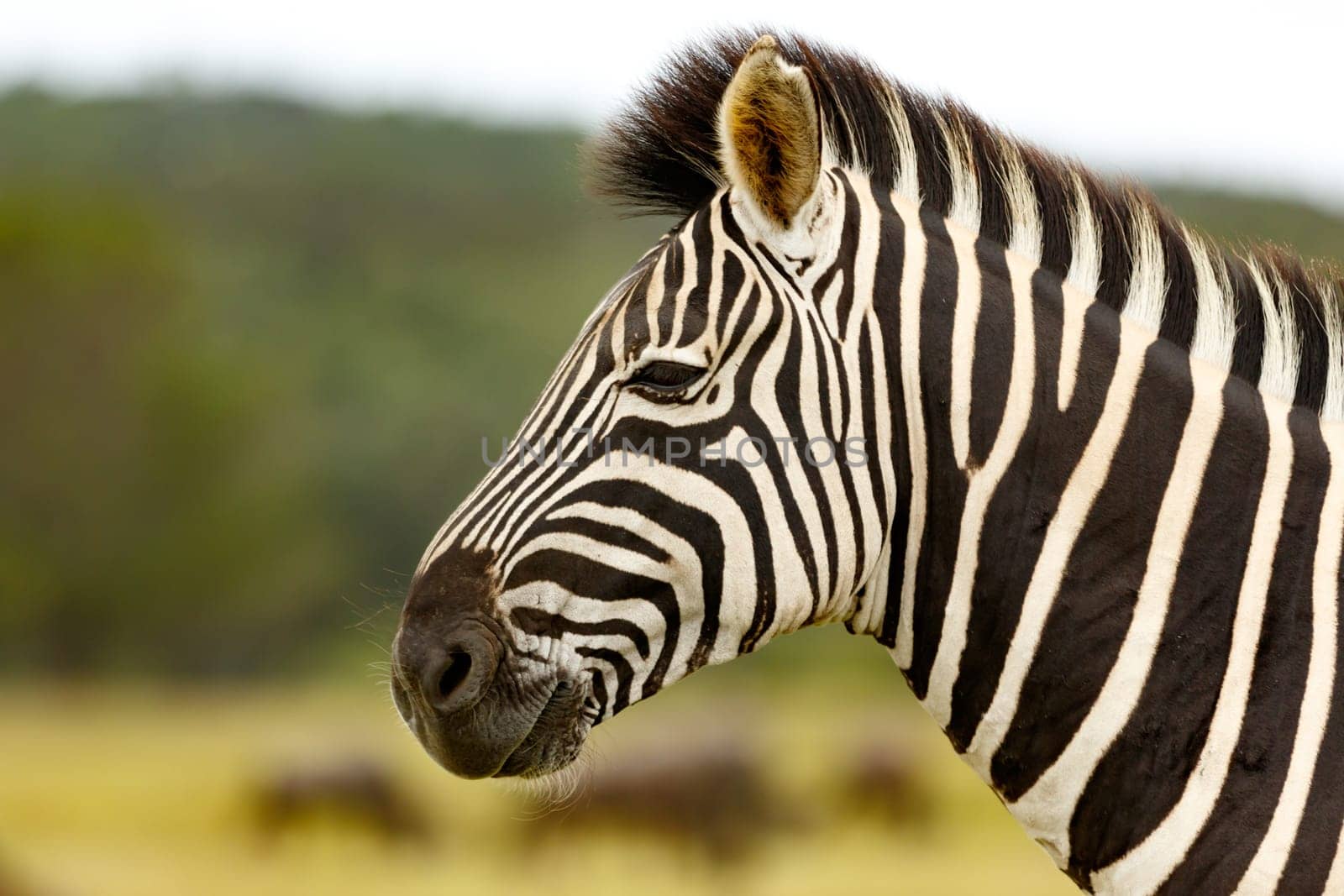 Kragga Kamma Game Park in Port Elizabeth lush coastal forest and grassland is home to vast herds of African game.