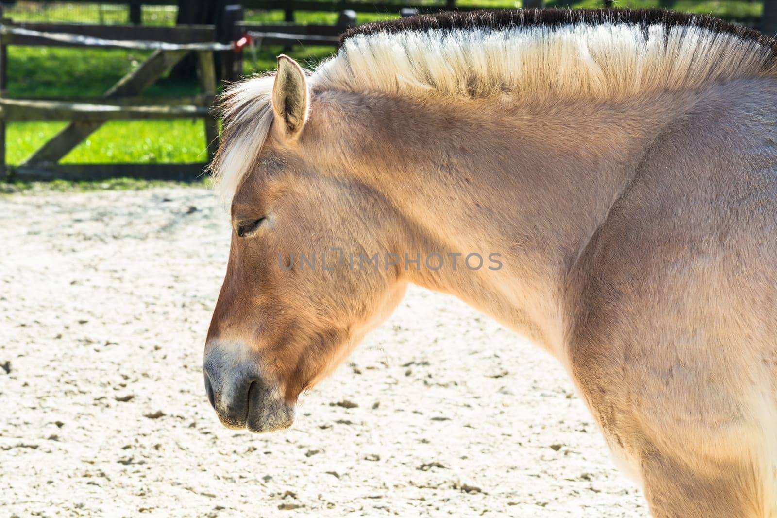 Little white horse,pony on a paddock..