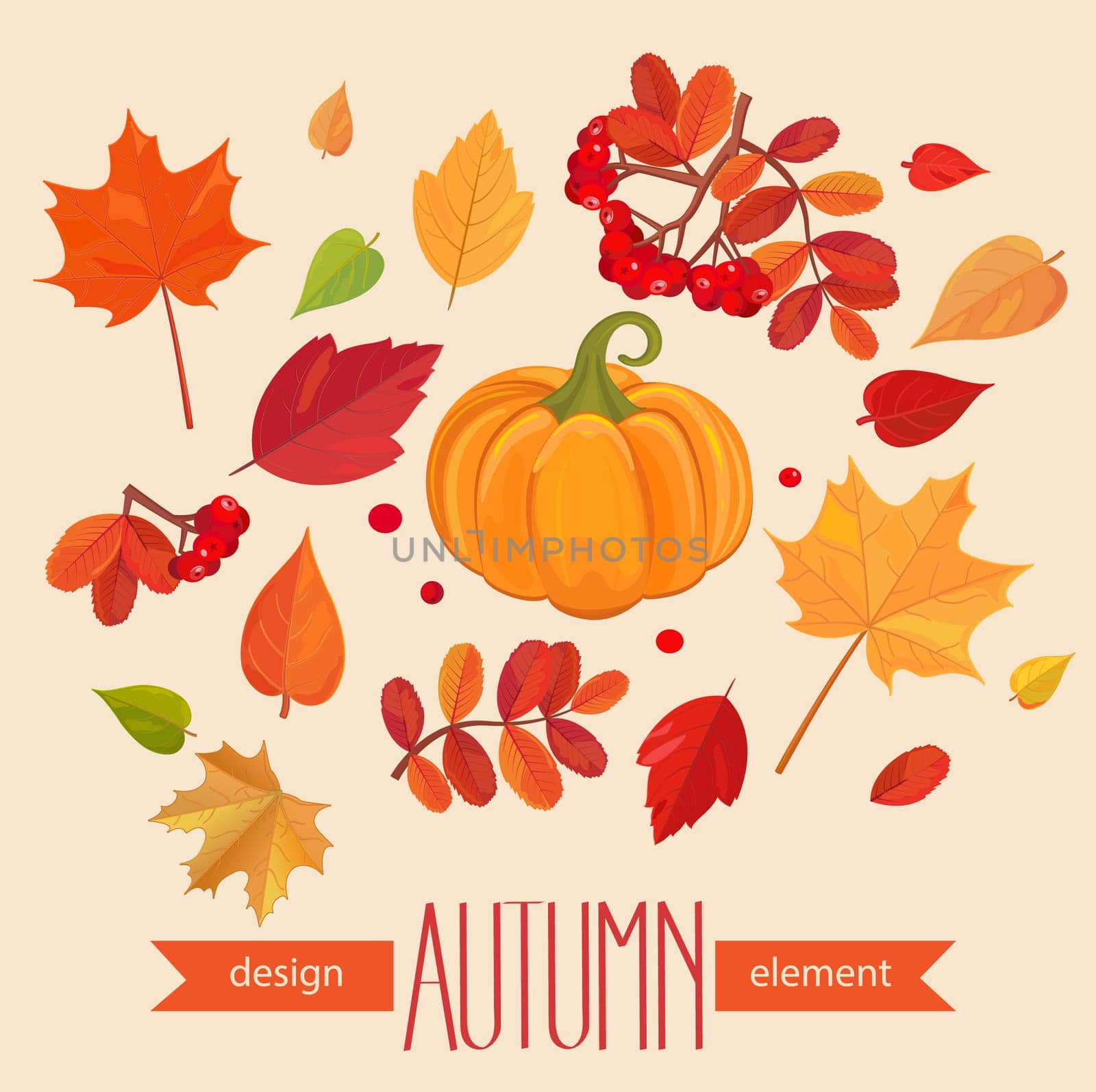 Color autumn leaves and pumpkin. Fall leaf set. Vector illustration EPS10