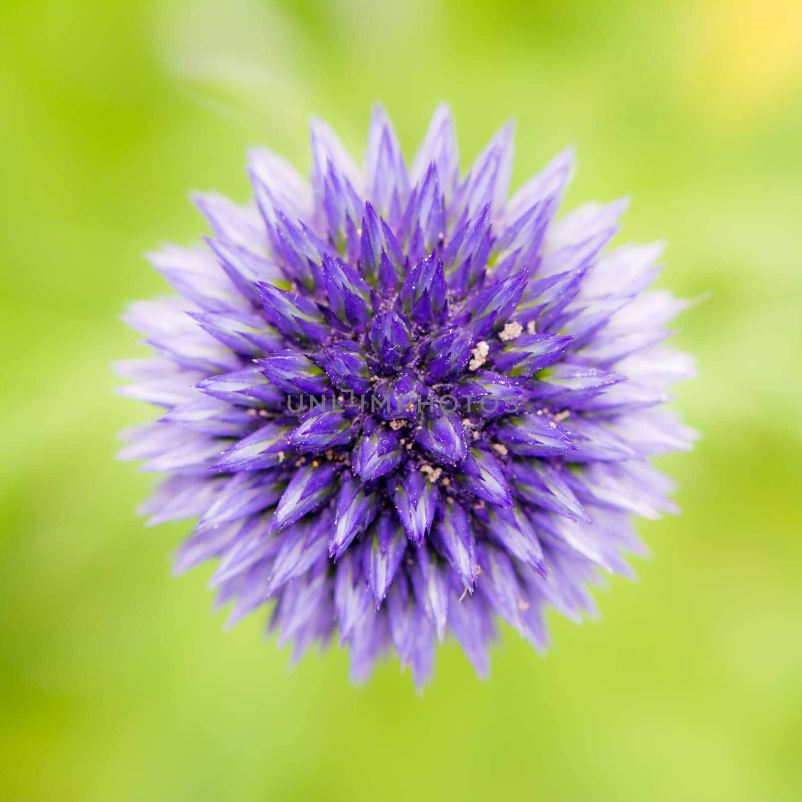 Abstract flower macro of a blue thistle (echinops)