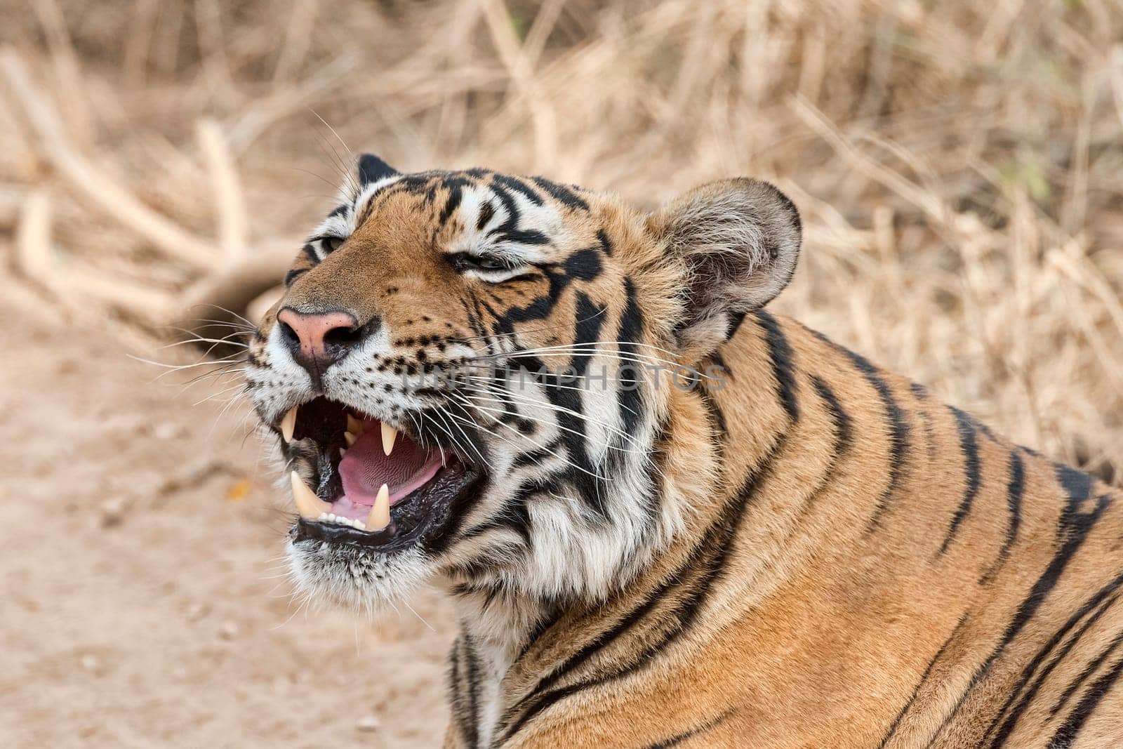 King Tiger (Panthera tigris tigris) - also Bengal Tiger or Indian Tiger,Ranthambhore Tiger Reserve,Rajasthan,India.