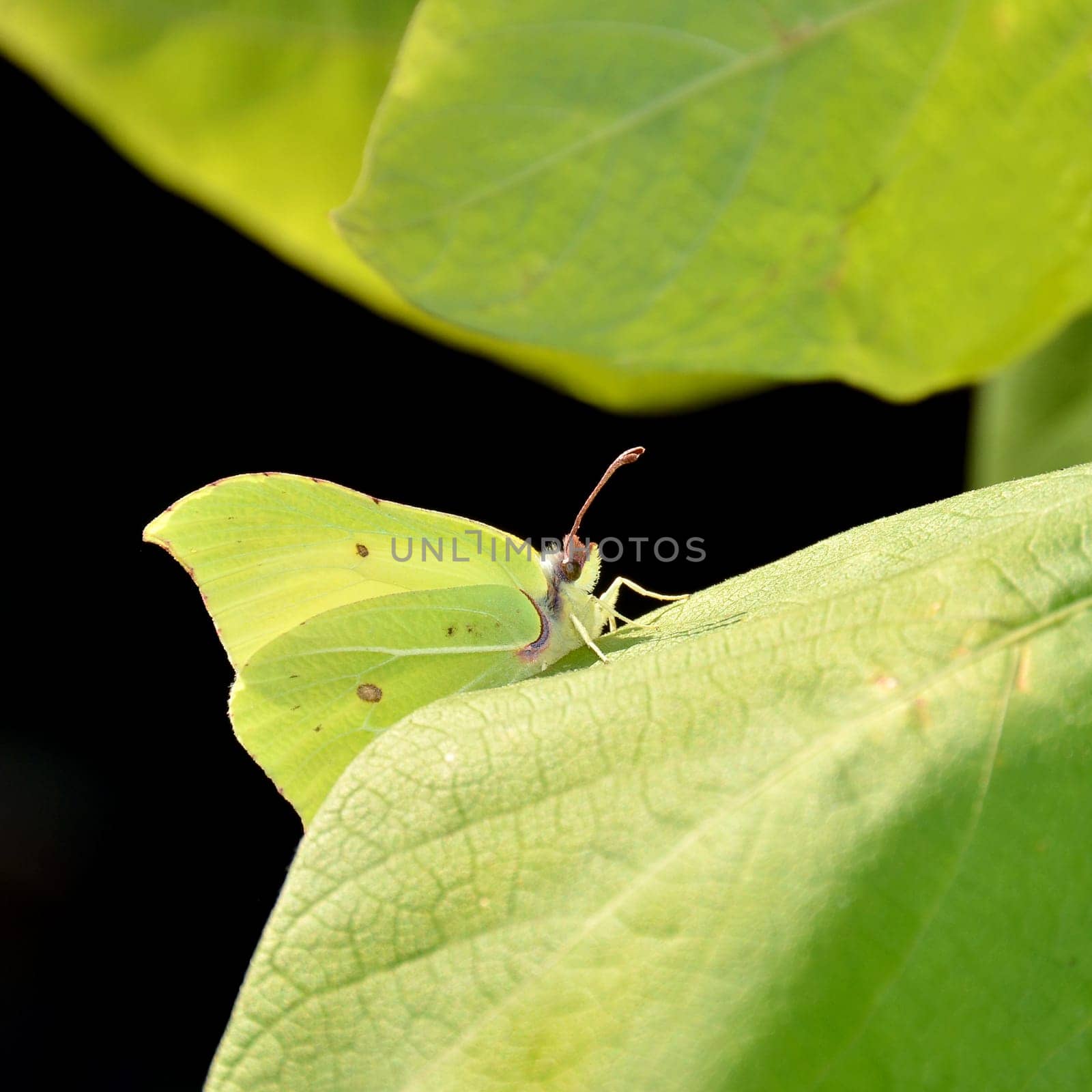 brimstone