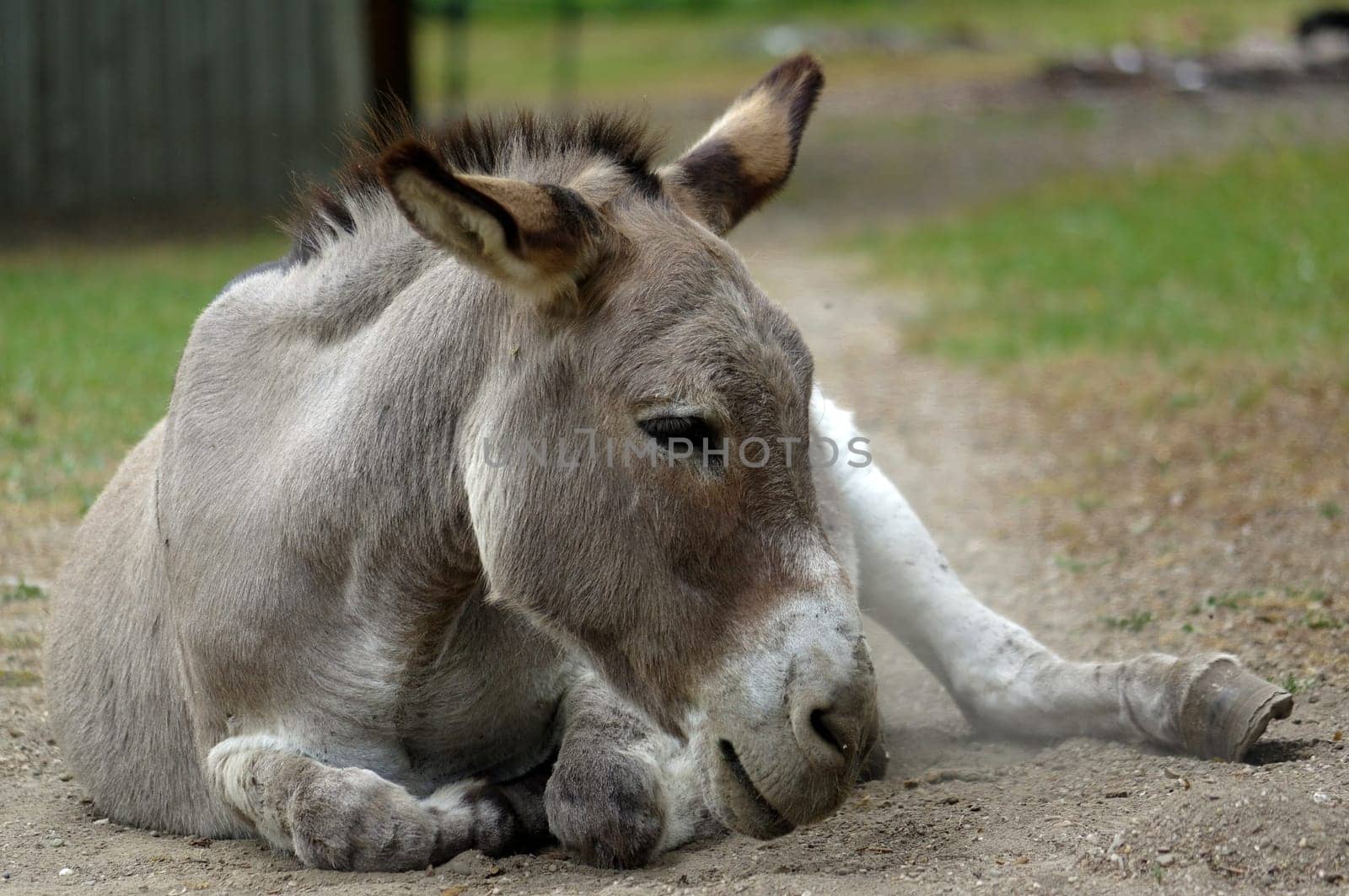 a grey Donkey lying on the ground