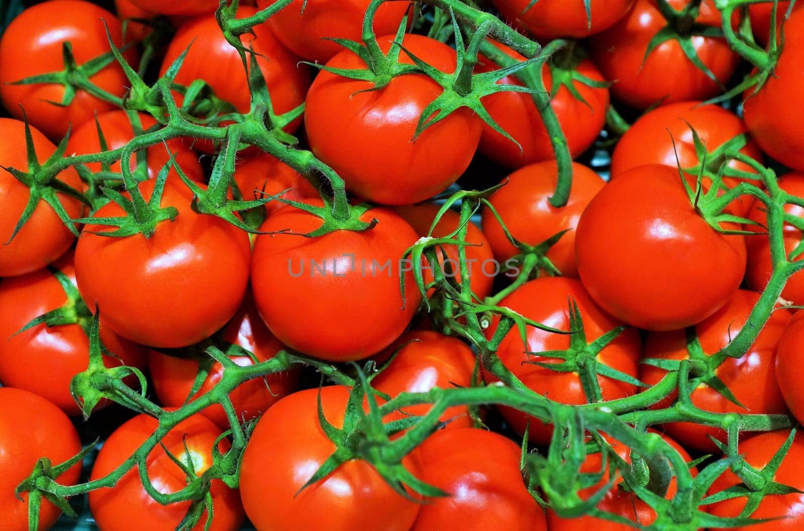 Fresh organic tomatoes