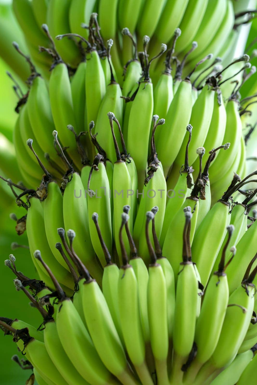 Green banana bunch on the banana plantation