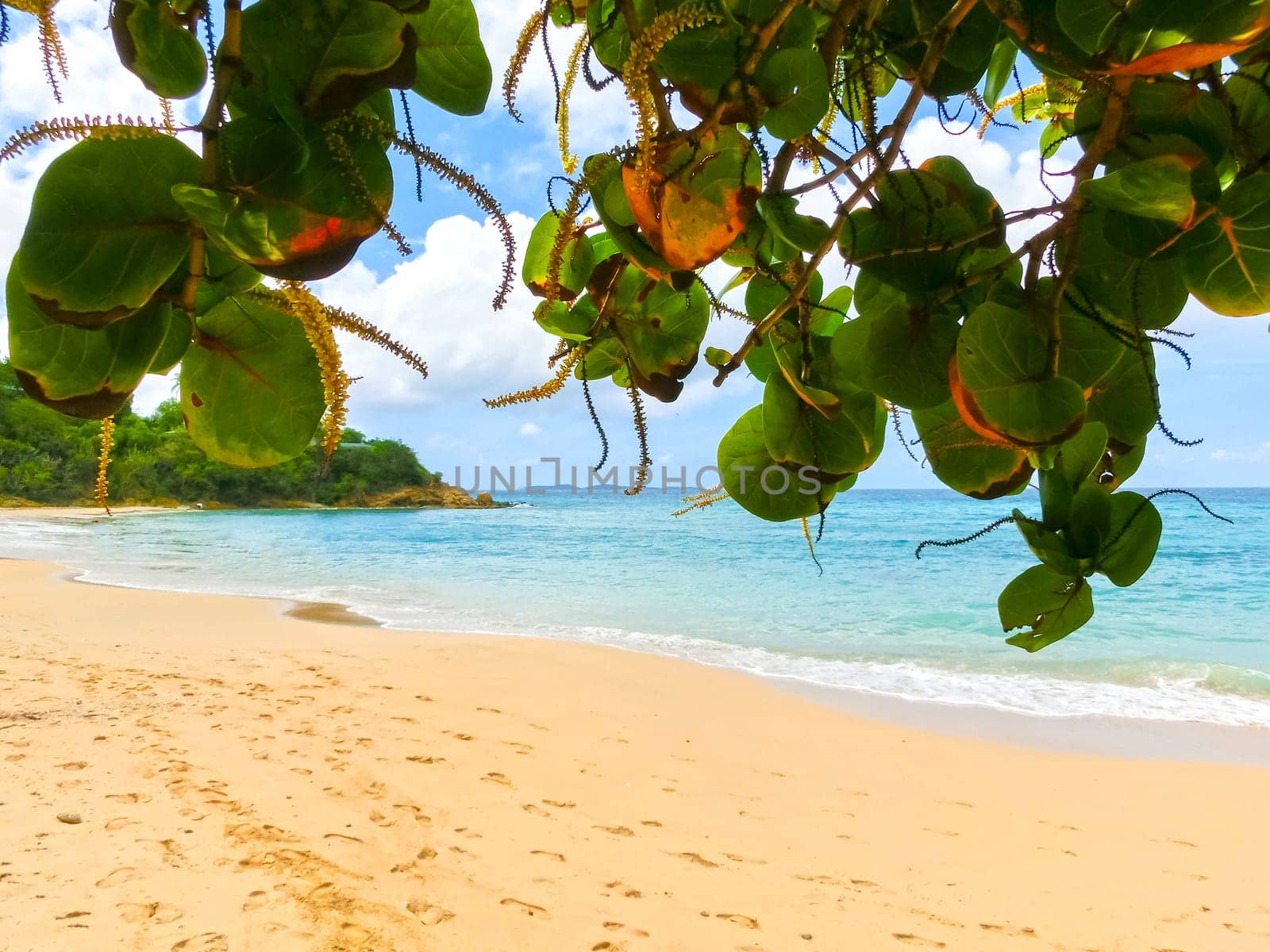 The Caribbean tropical beach. View through the branches of a blossoming tree