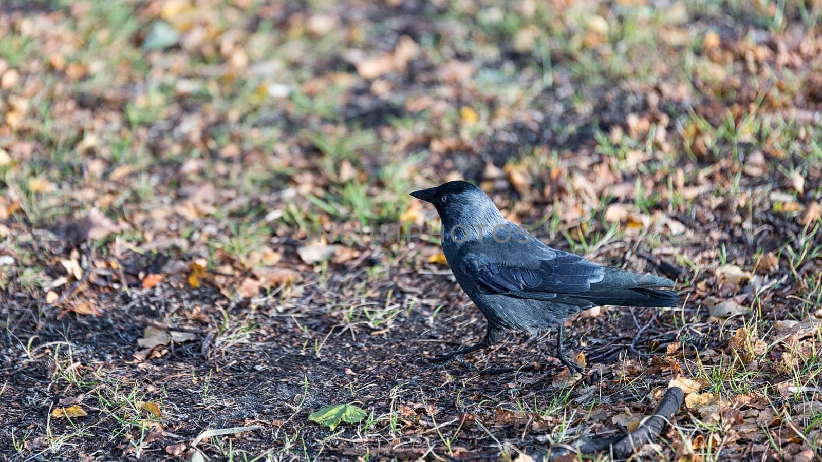 Western Jackdaw Walking on Grass.