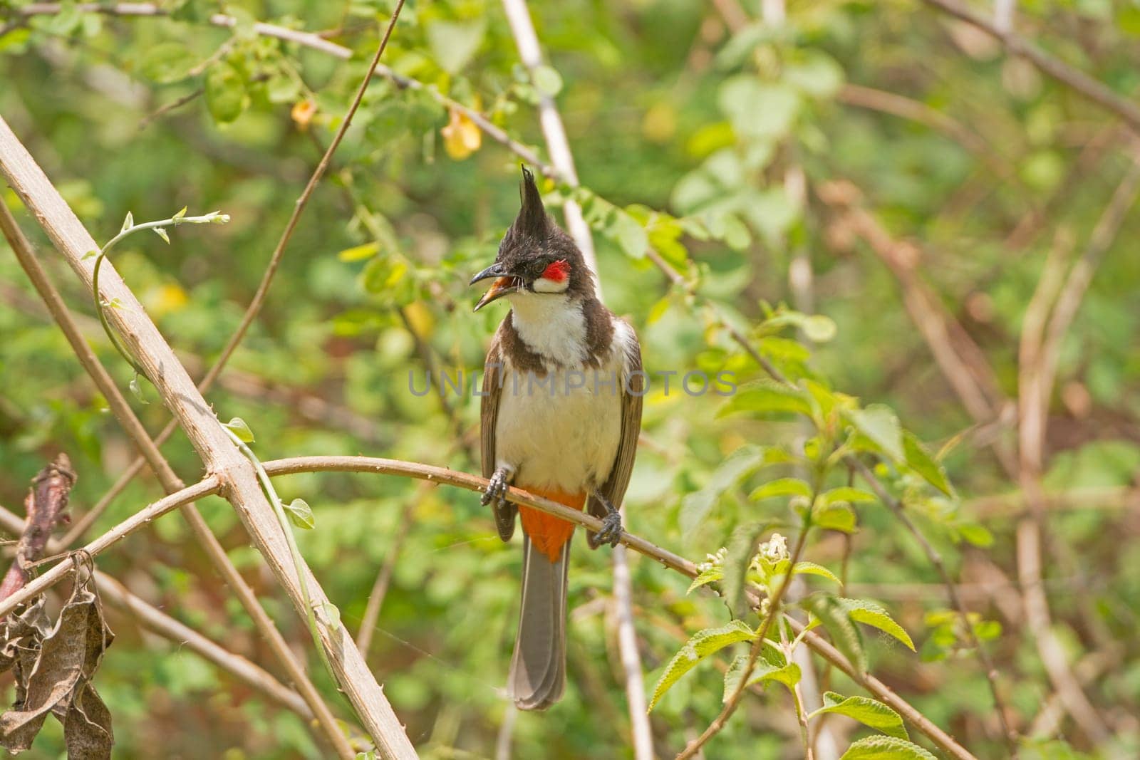 Red-whiskered Bulbul in a tree in Nagarhole National Park in India