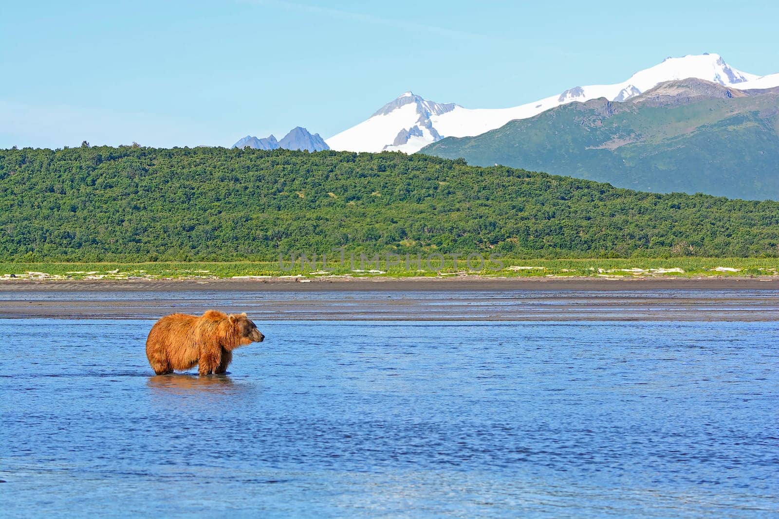 Grizzly Waiting for Lunch in Hallo Bay in Katmai National Park in Alaska