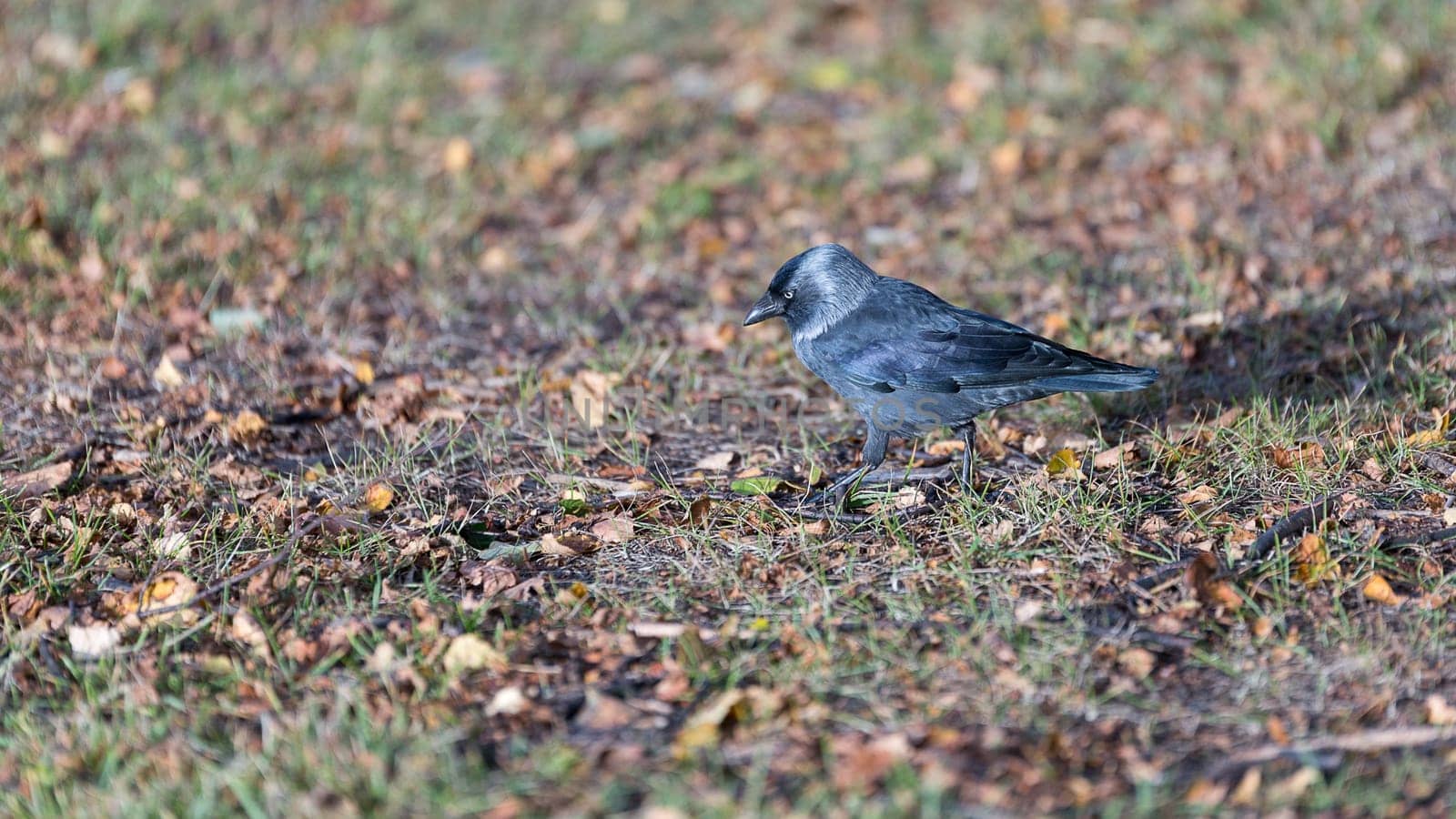 Western Jackdaw Walking on Grass.
