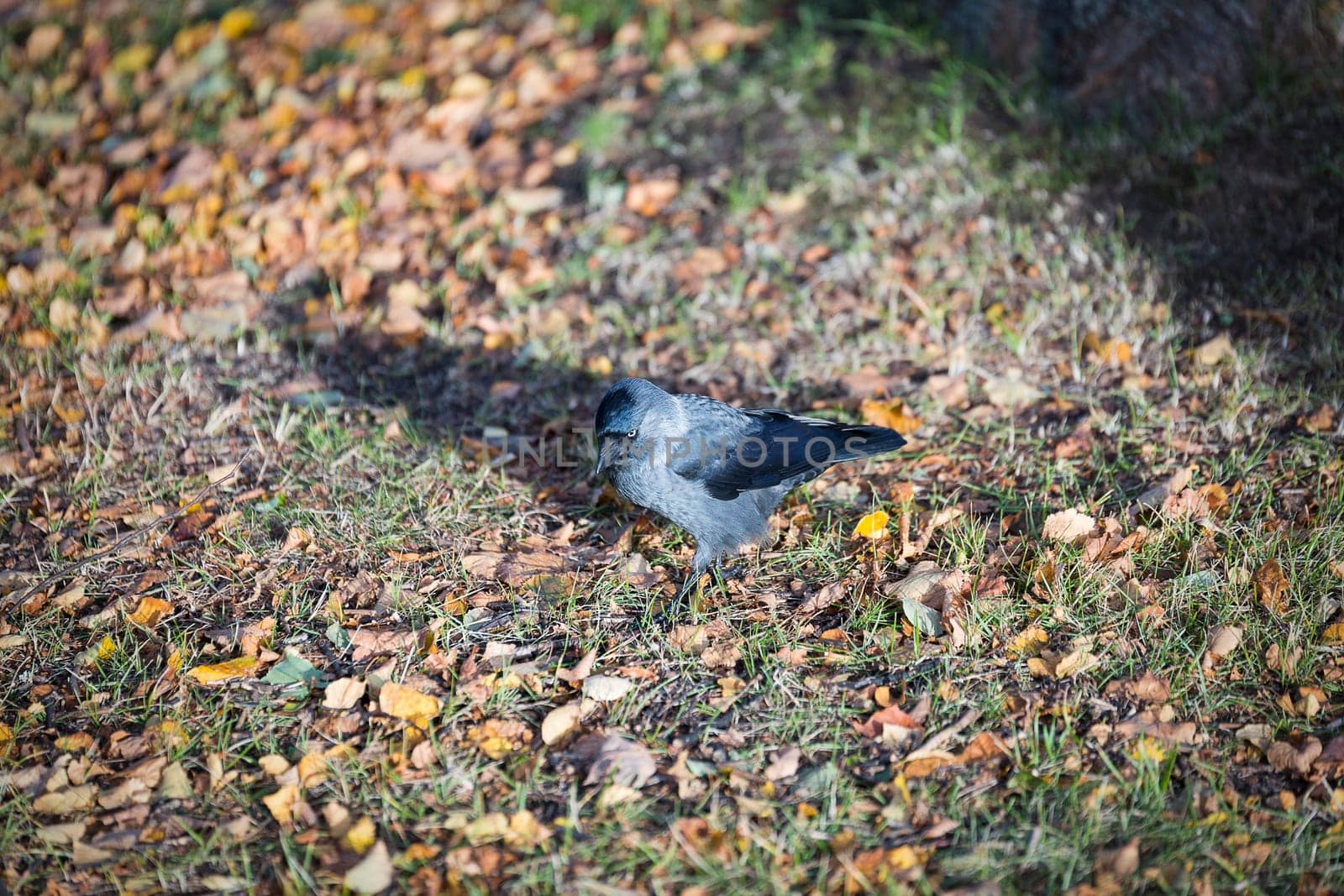 Western Jackdaw Walking on Grass.