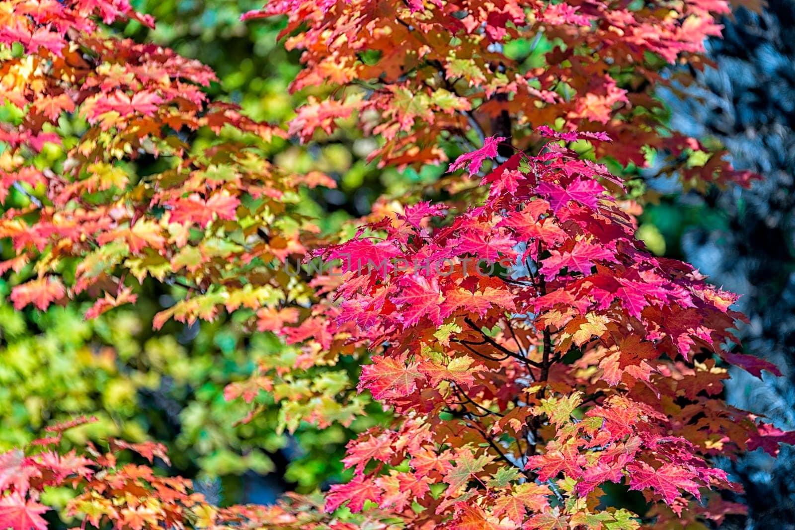 Maple Tree Leaves in Autumn.