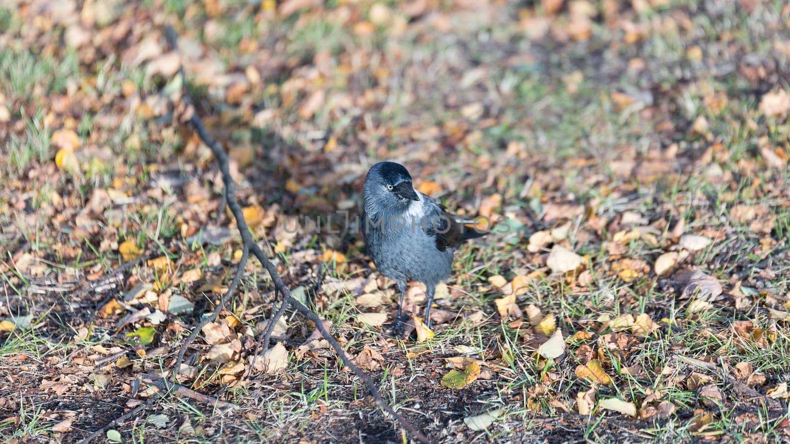 Western Jackdaw Walking on Grass.