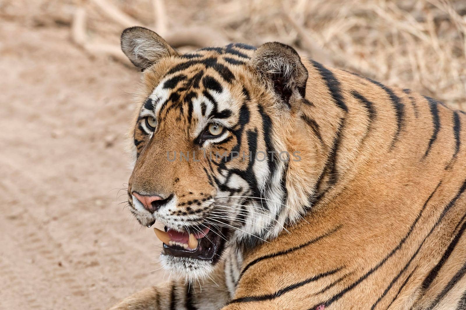 King Tiger (Panthera tigris tigris) - also Bengal Tiger or Indian Tiger,Ranthambhore Tiger Reserve,Rajasthan,India.
