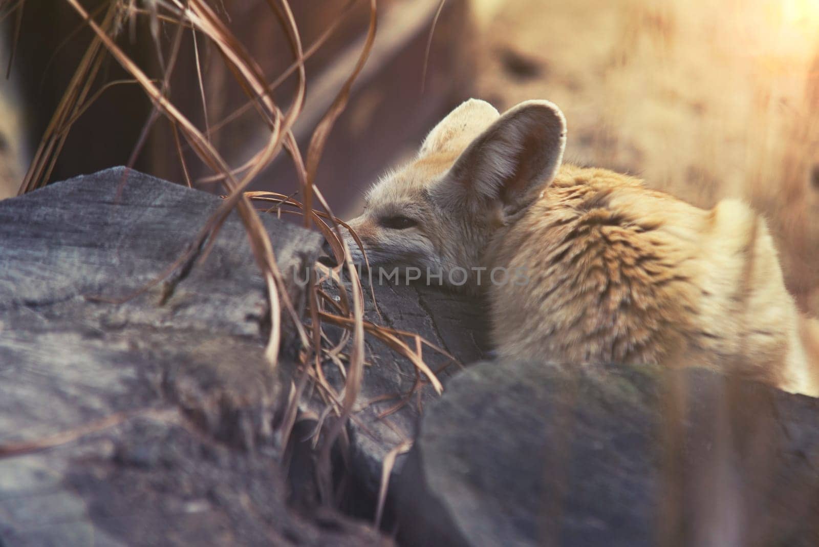 close up on fennec fox (vulpes zerda)