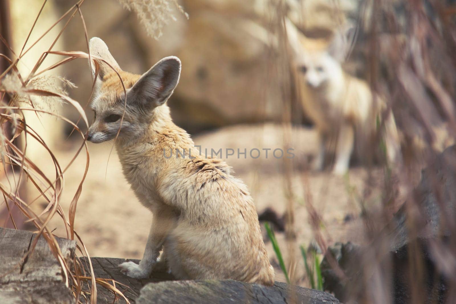 close up on fennec fox (vulpes zerda)