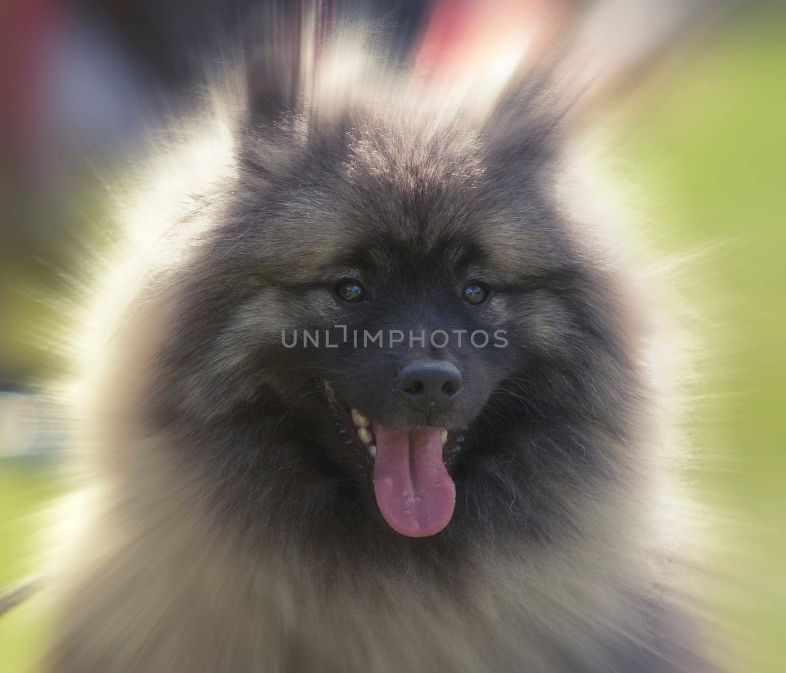 close up on wolfspitz portrait,blured background
