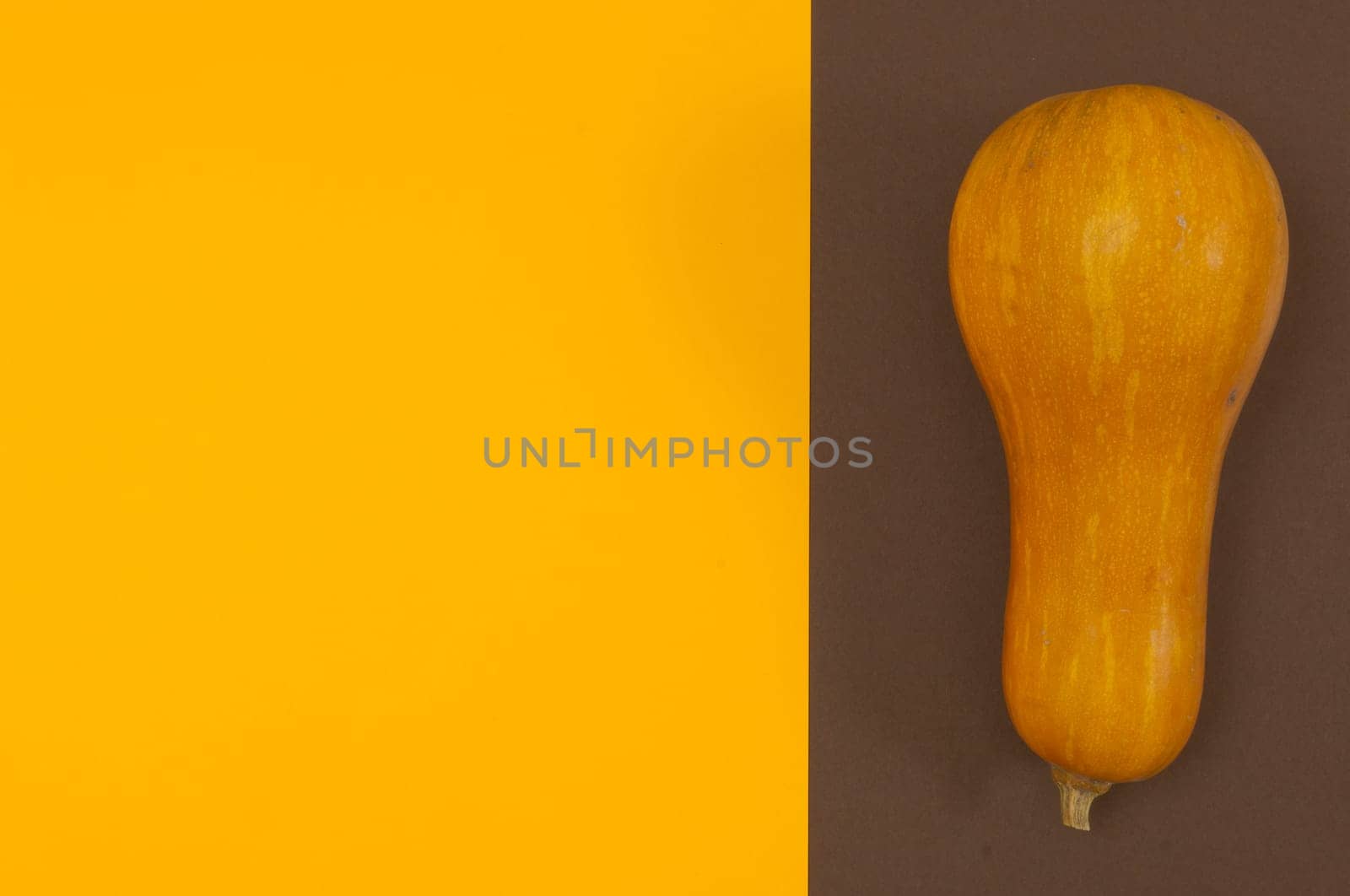 Butternut squash isolated on brown and orange split background with copy space