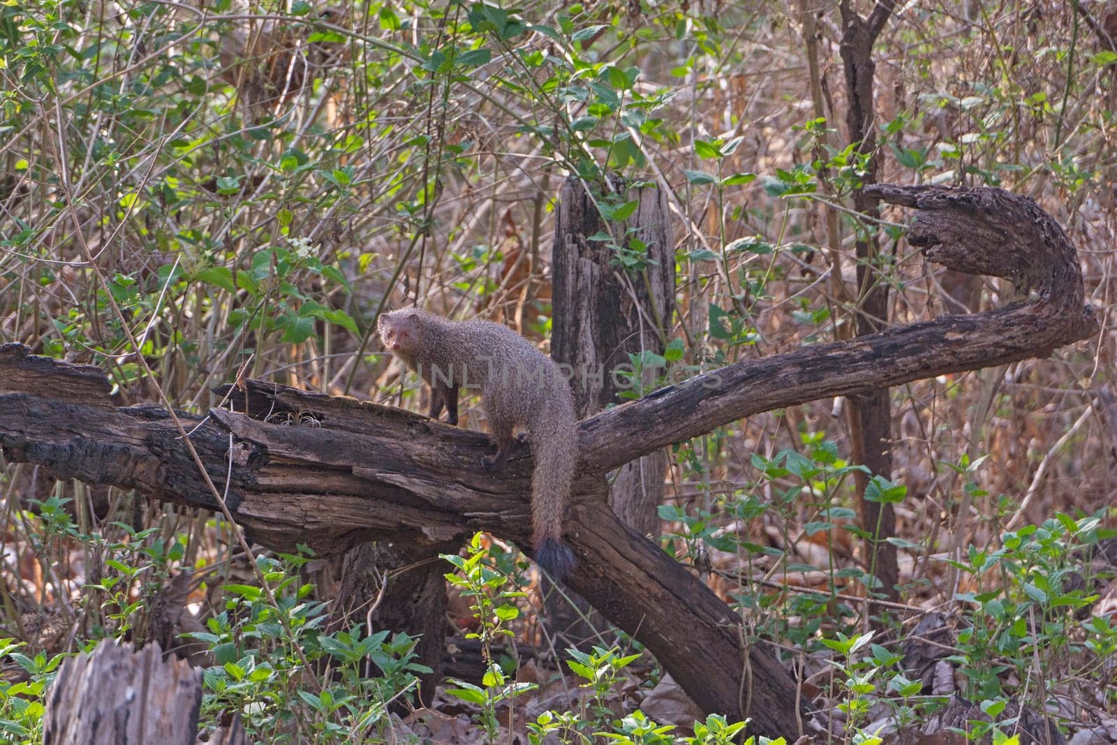 Indian Common Mongoose in the Forest in Nagarhole National Park in India