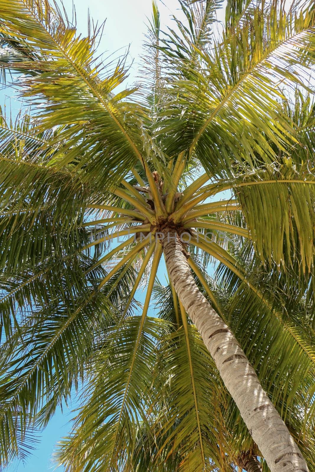 a palm tree and shining sun over bright sky background