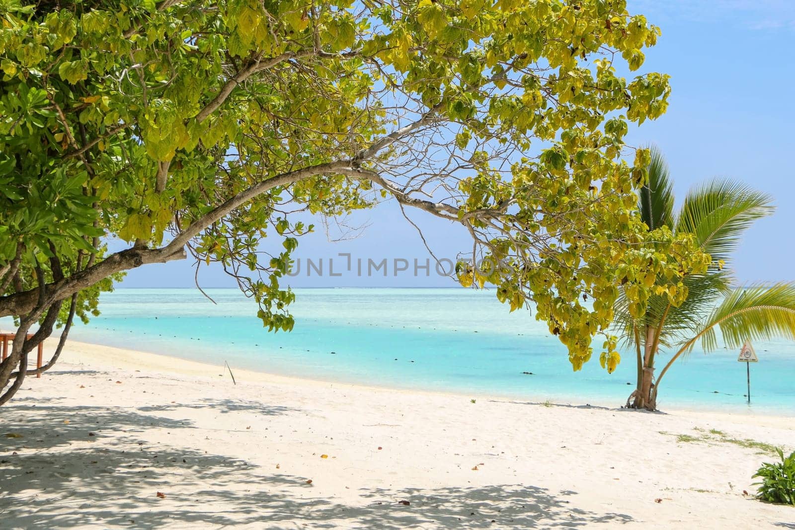 a green tree and palm on white sand beach. Maldives island.