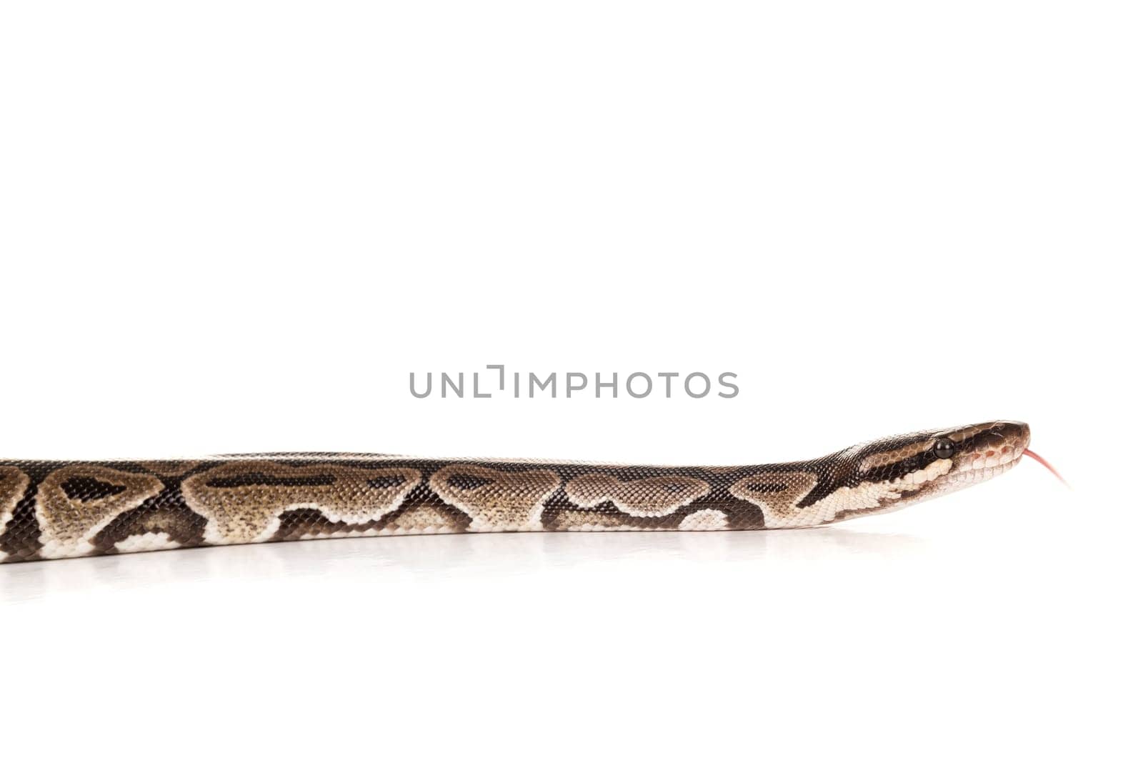 Beautiful python isolated in a white background