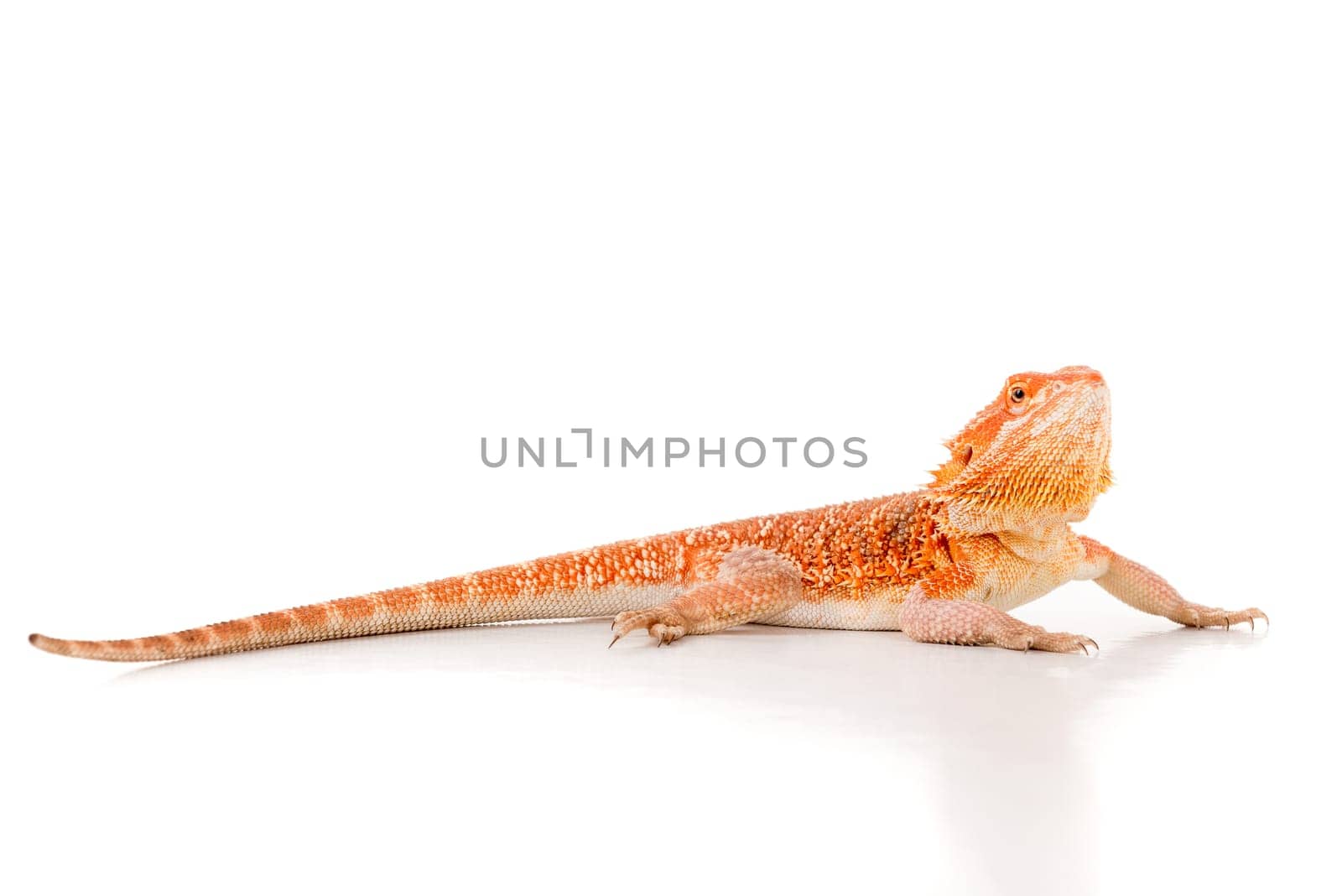 Central bearded dragon, , isolated in white