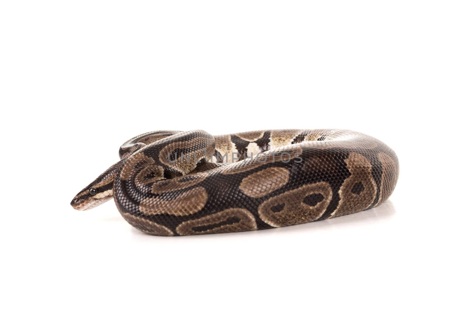 Beautiful python isolated in a white background
