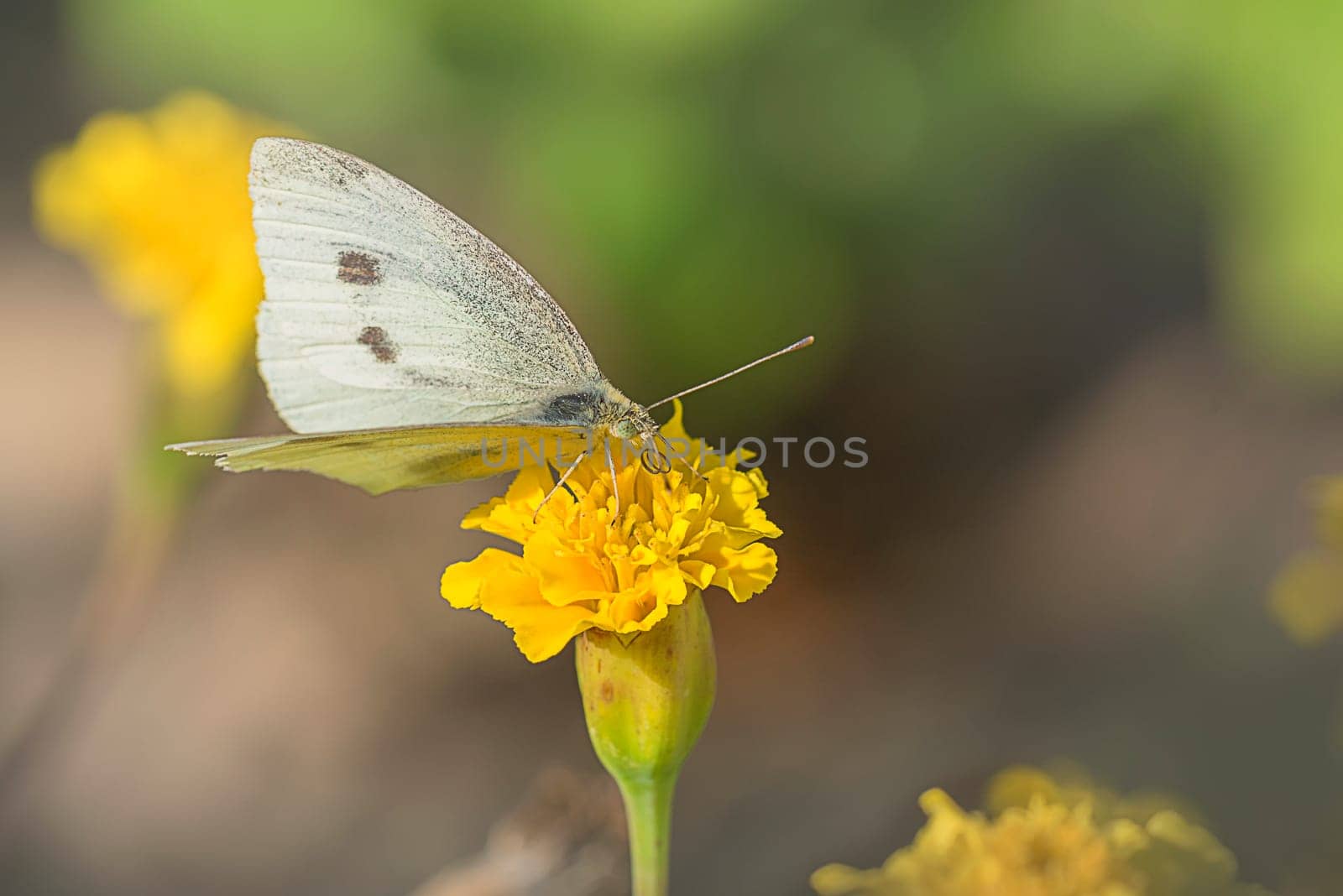 Green Vein Weissling with yellow hourly flowers
