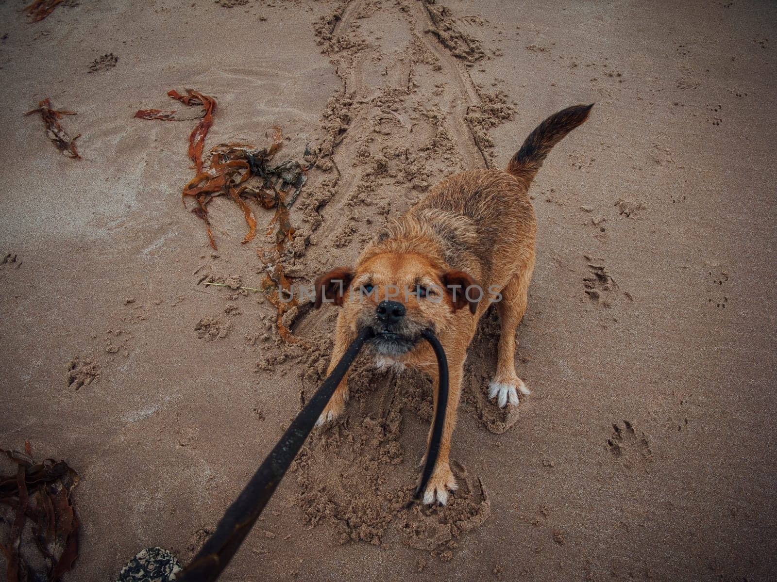 Point of view image of a dog pulling on a toy.