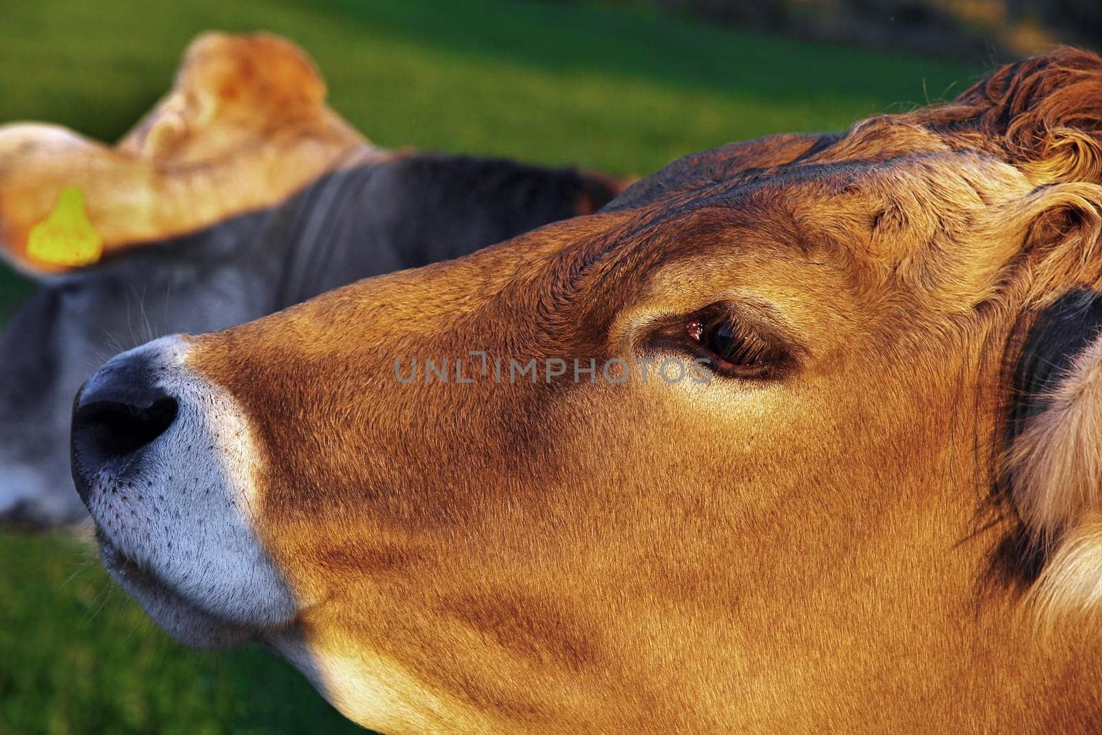 The head of a young curious brown cattle in the pasture