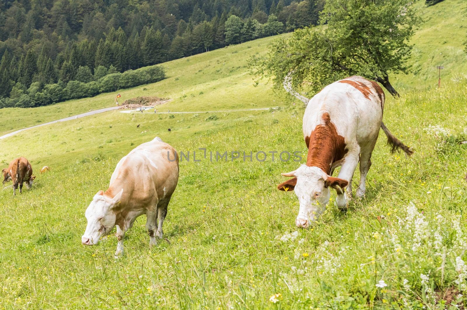 Cows grazing in the meadow in the mountains.