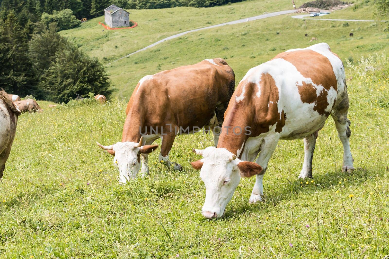 Cows grazing in the meadow in the mountains.