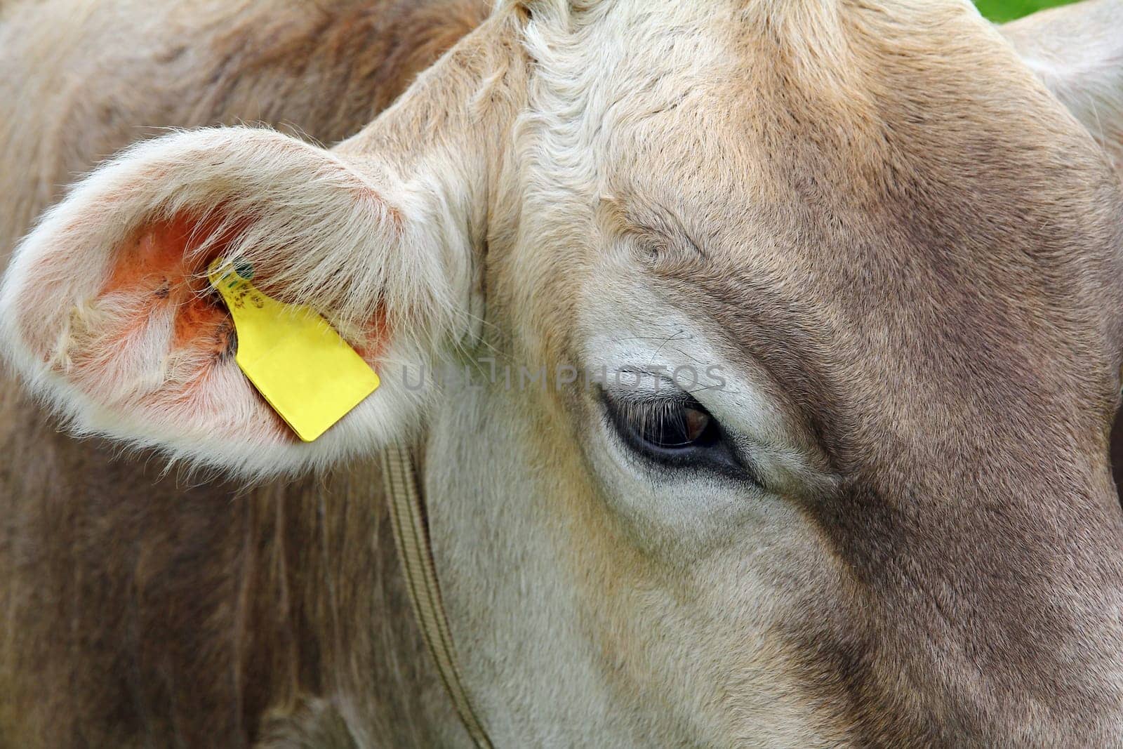 The head of a young cow. Pretty brown cattle on the pasture